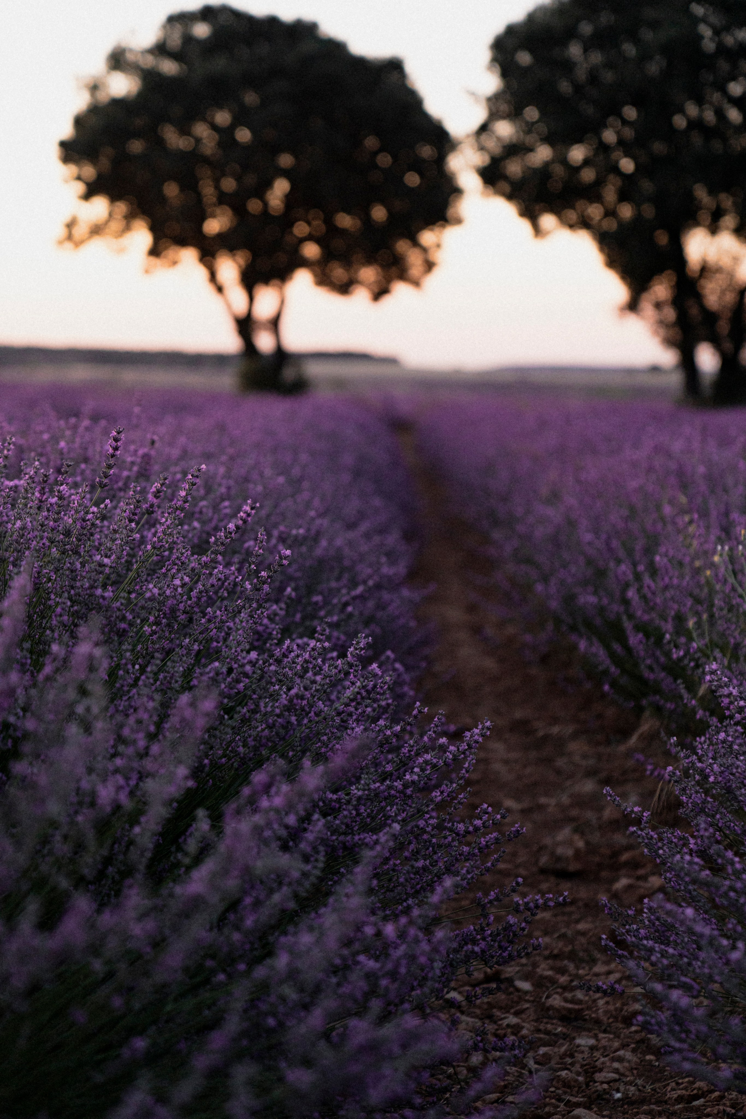 Испанский Прованс (рассвет). ...........