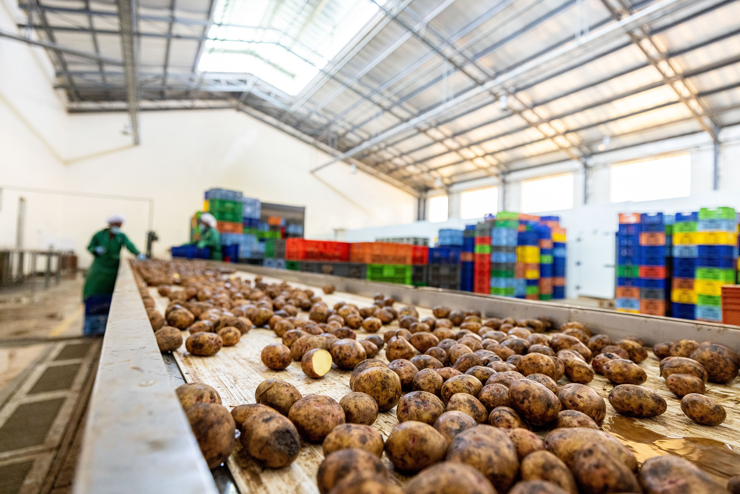 An insert shot of a conveyor belt with potatoes, during a documentary photography assignment in KOFC in Nakuru.
