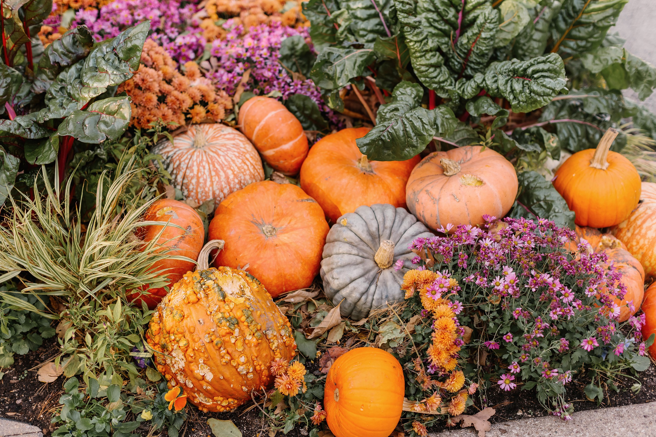 11.02.2024 Love Story. Wedding family event photographer in Chicago Nick Yushevich