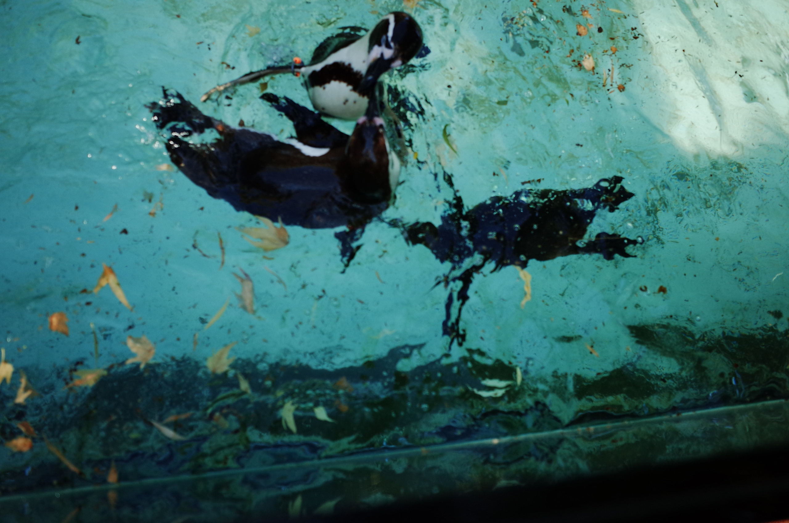 Little penguins. London zoo. Victoria Dini Photography