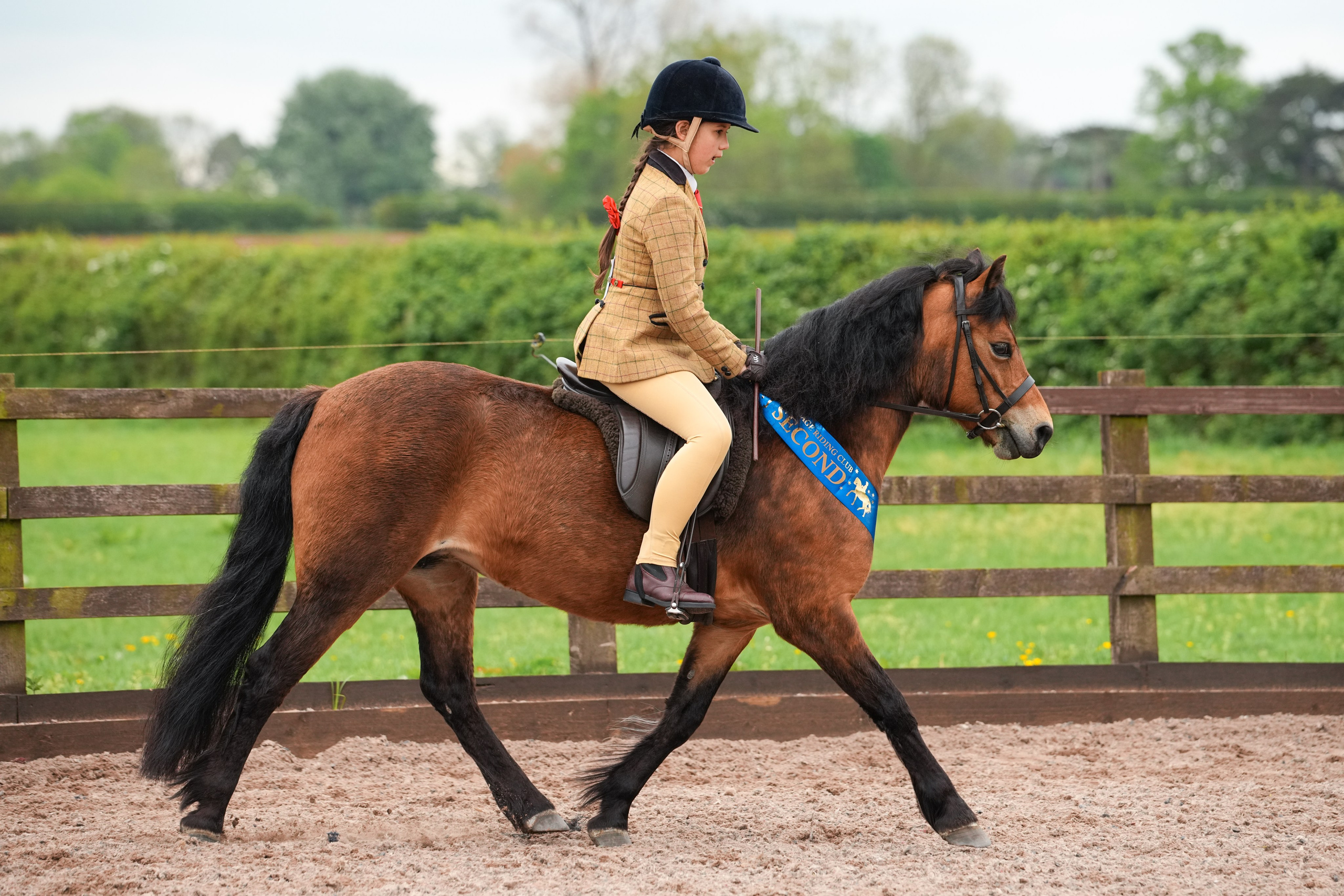 Showing. Leicestershire Equine Photography by El | Authentic Equine Portraits & Events