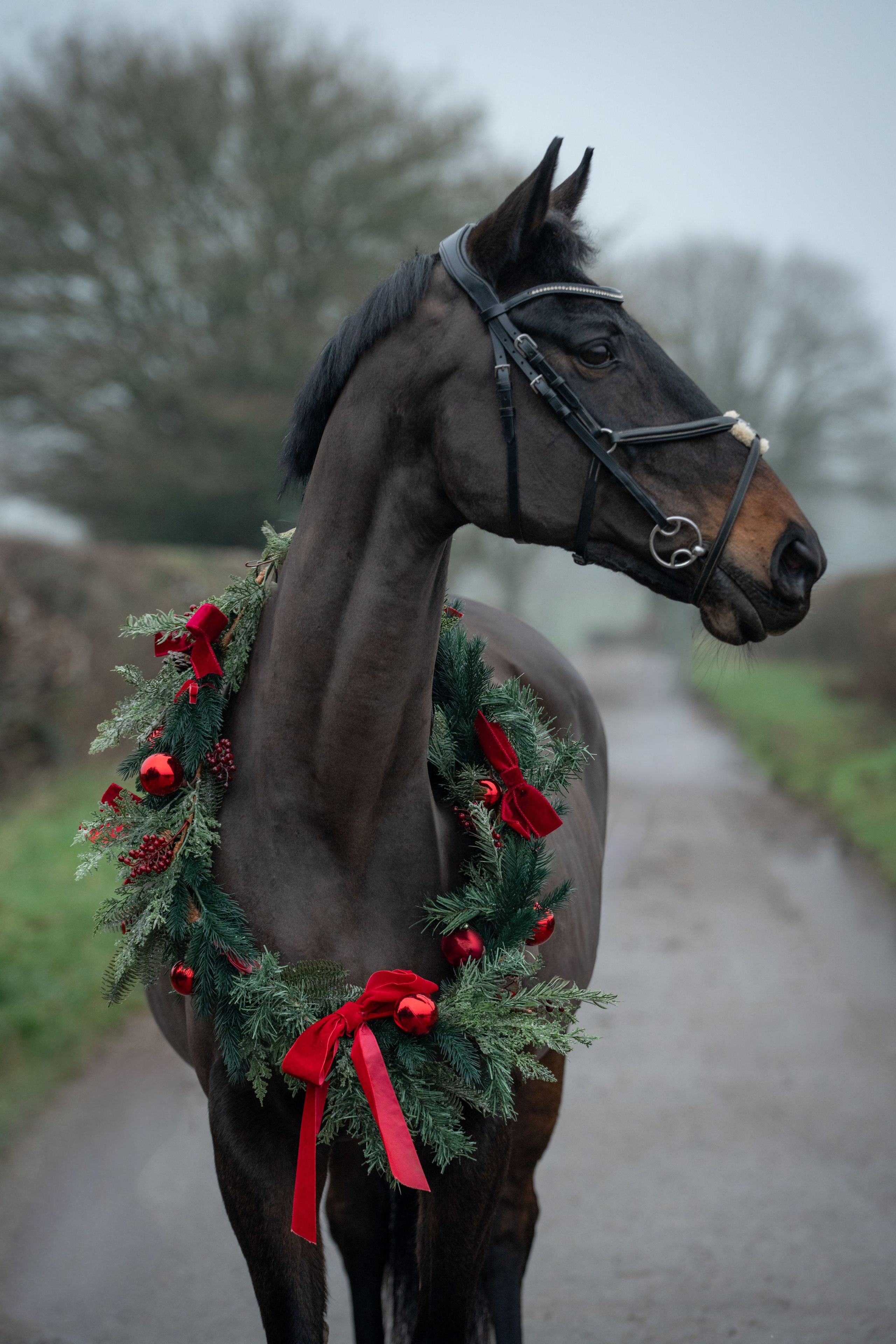 Leicestershire Equine Photography by El | Authentic Equine Portraits & Events