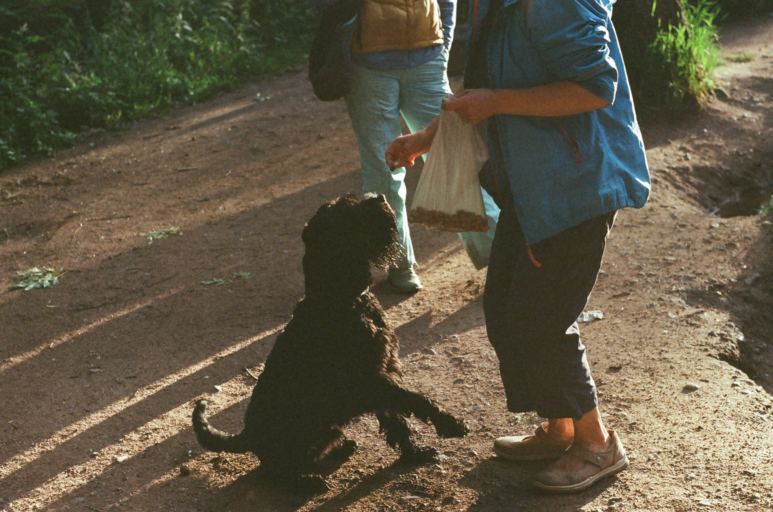 Animals. Elena Zykova film photographer in London