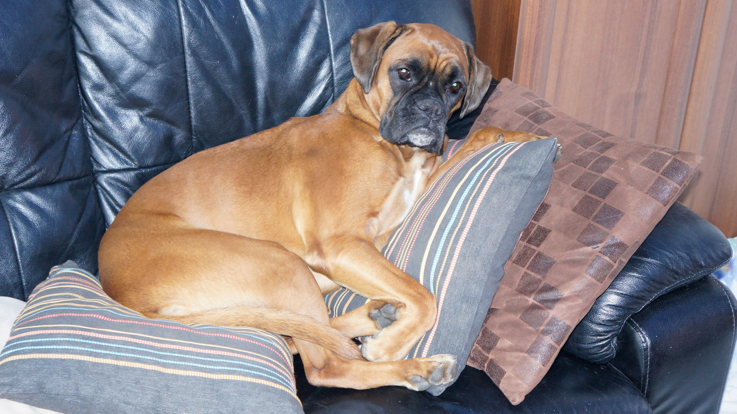 My ״Star״ Boxer Dog