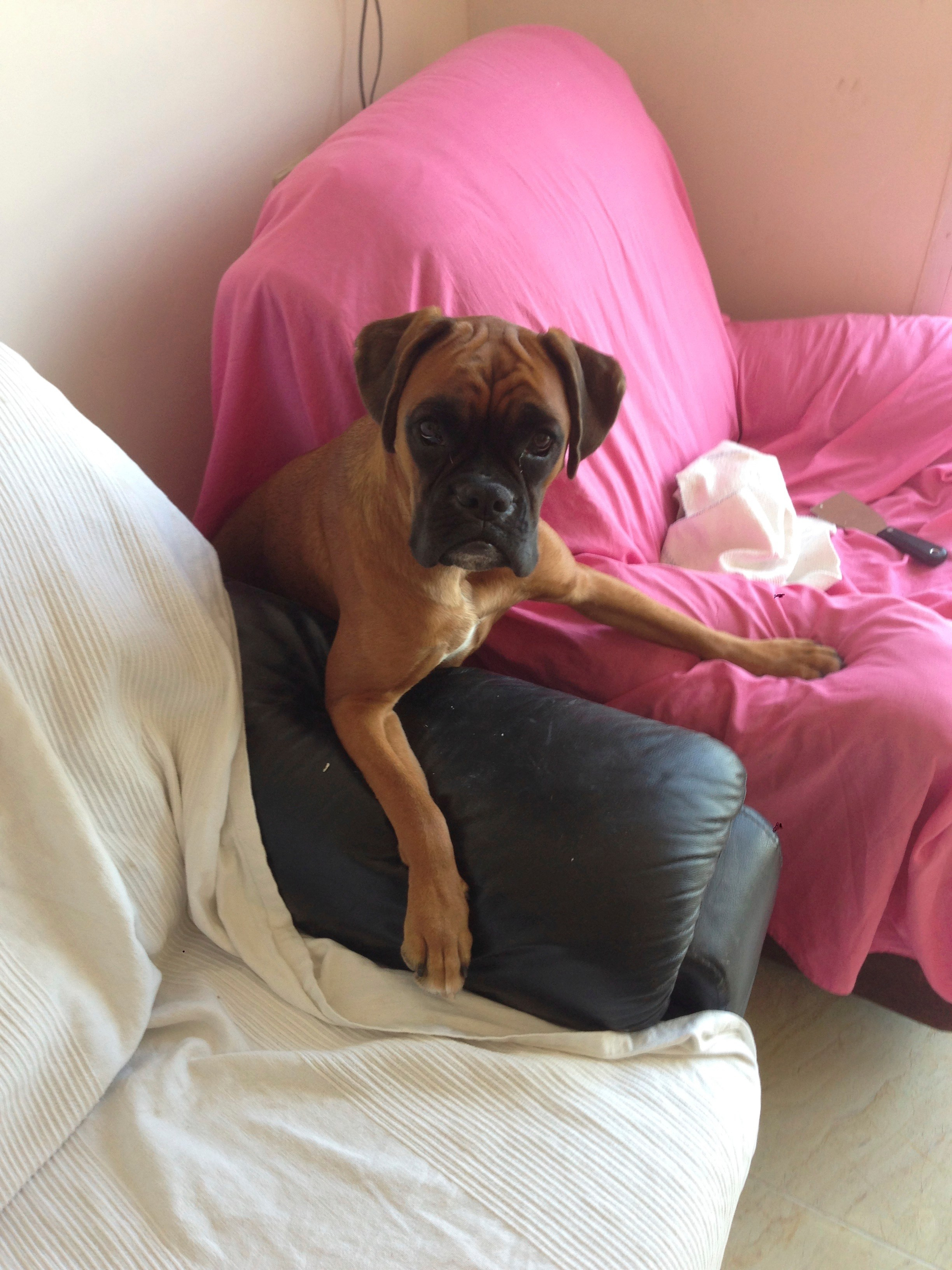 My ״Star״ Boxer Dog