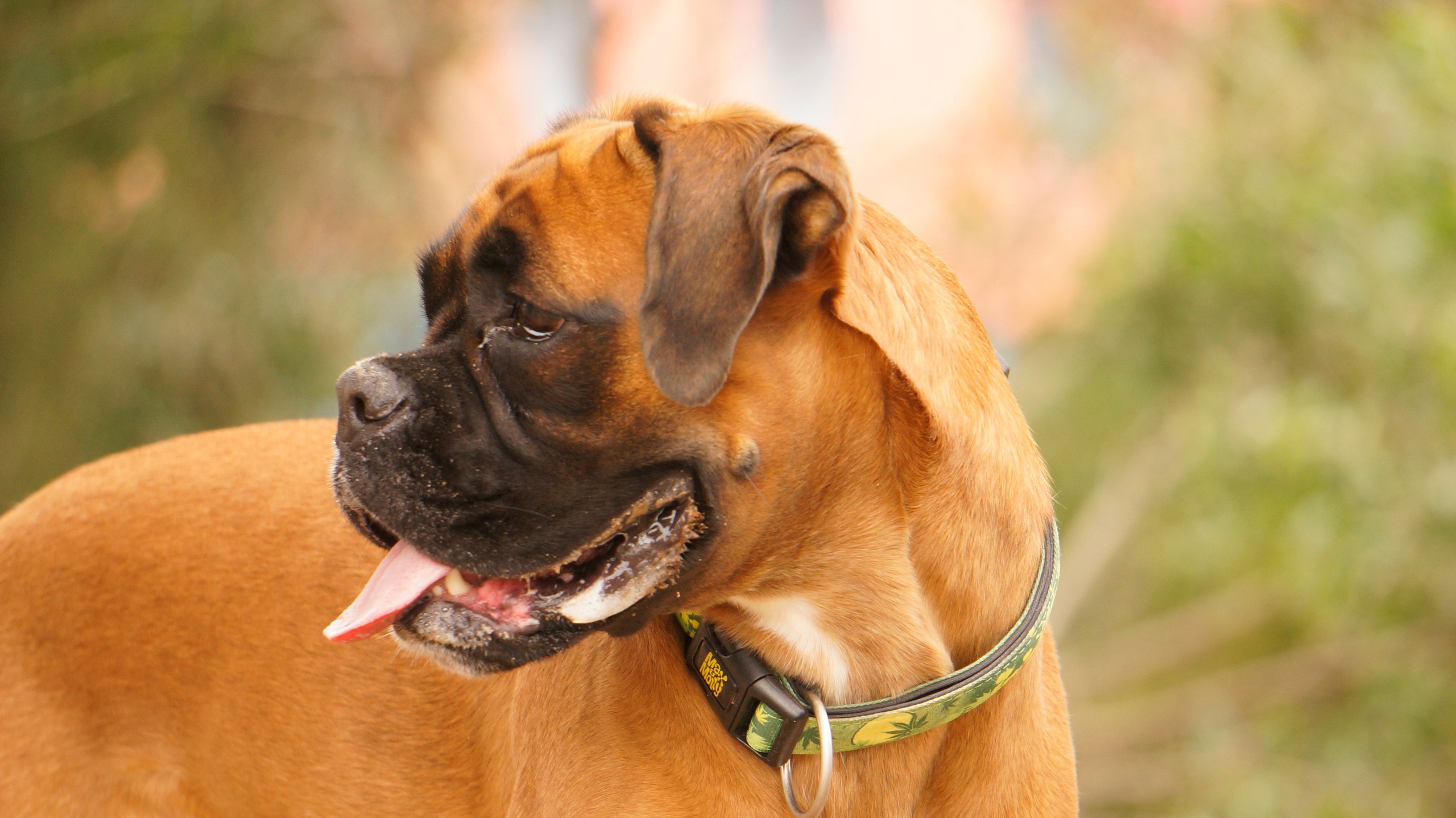 My Star - My Boxer Dog