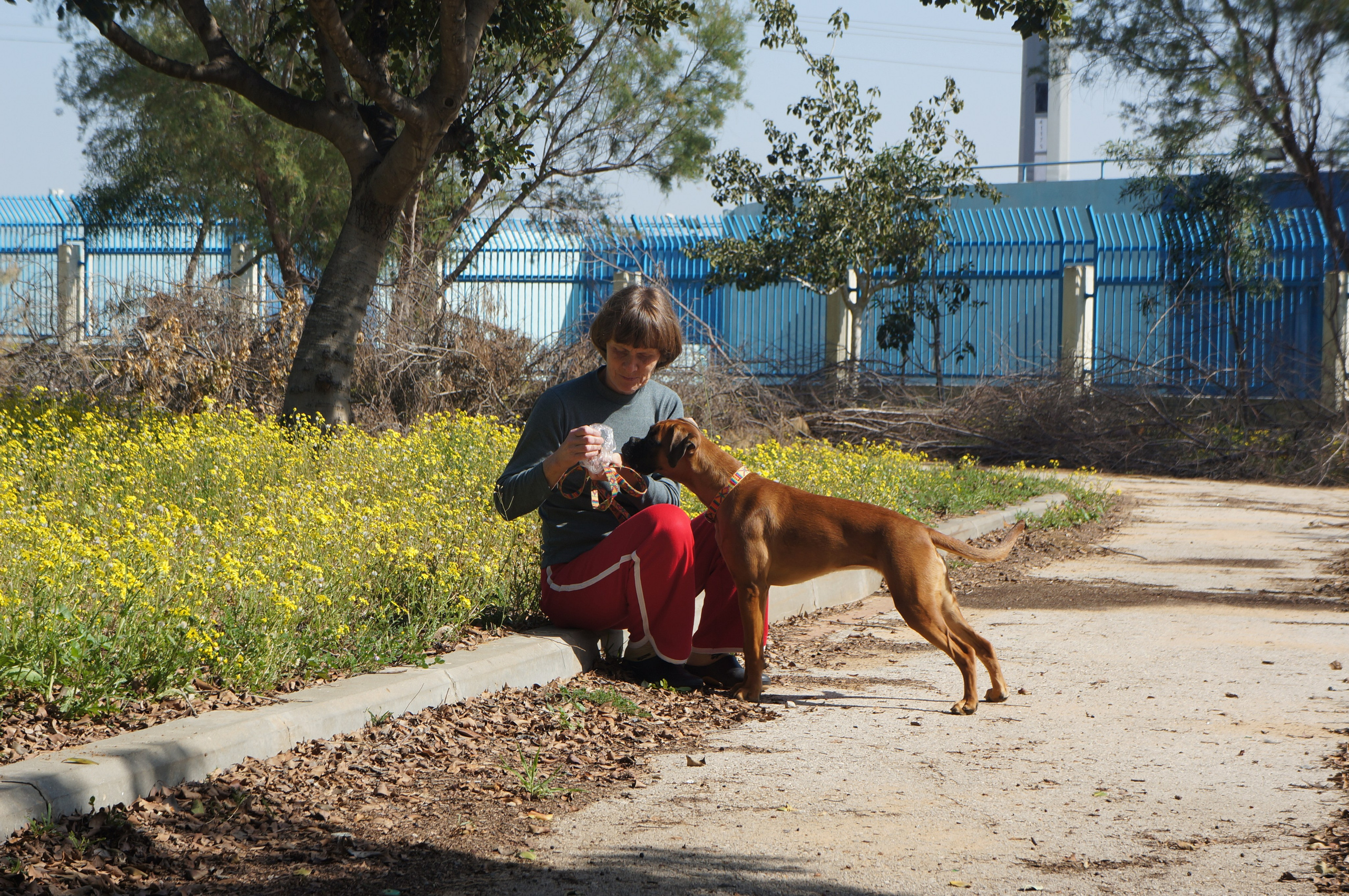 My ״Star״ Boxer Dog