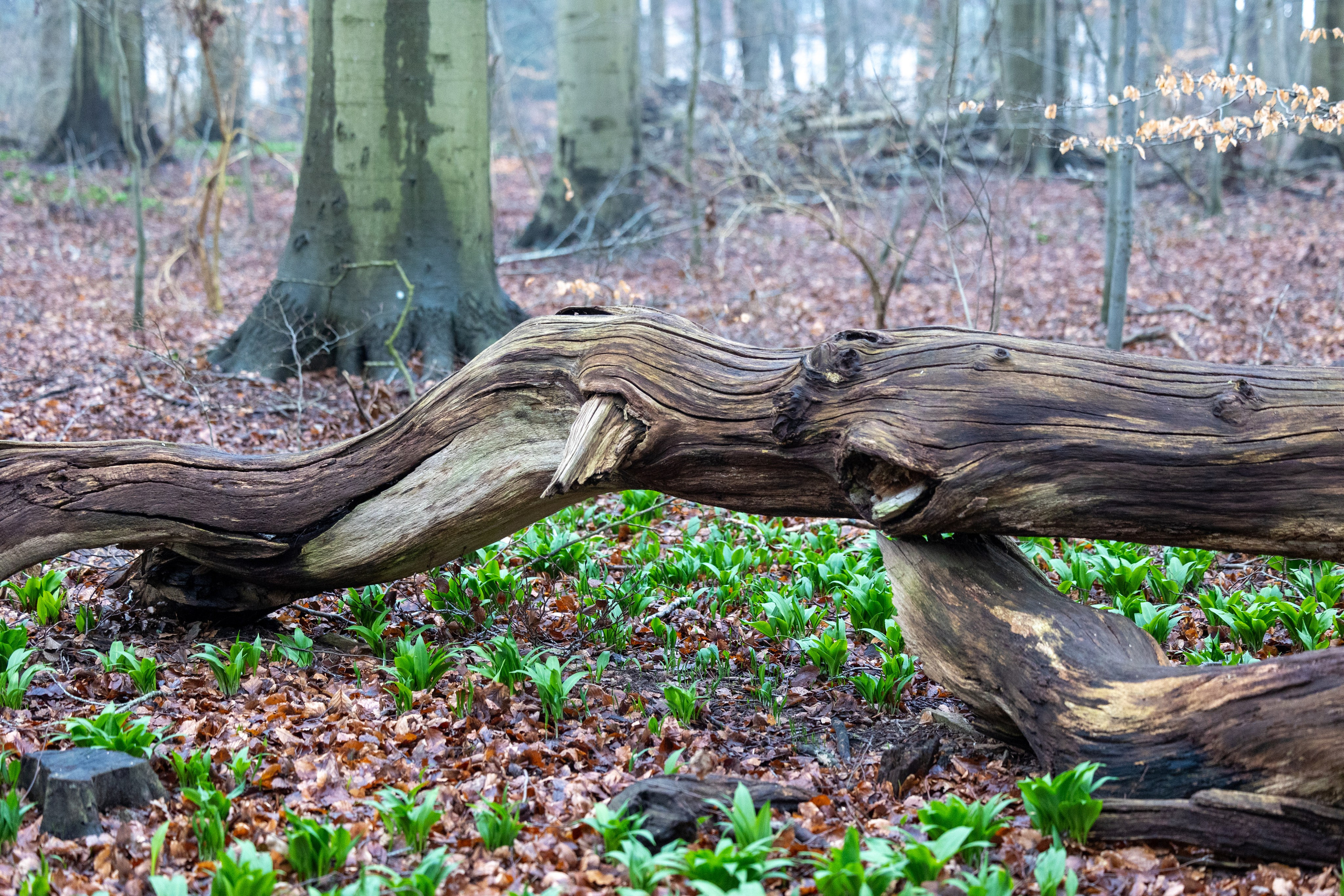 Forår. Fotograf Aarhus | Portrætfoto Århus | Flotte billeder