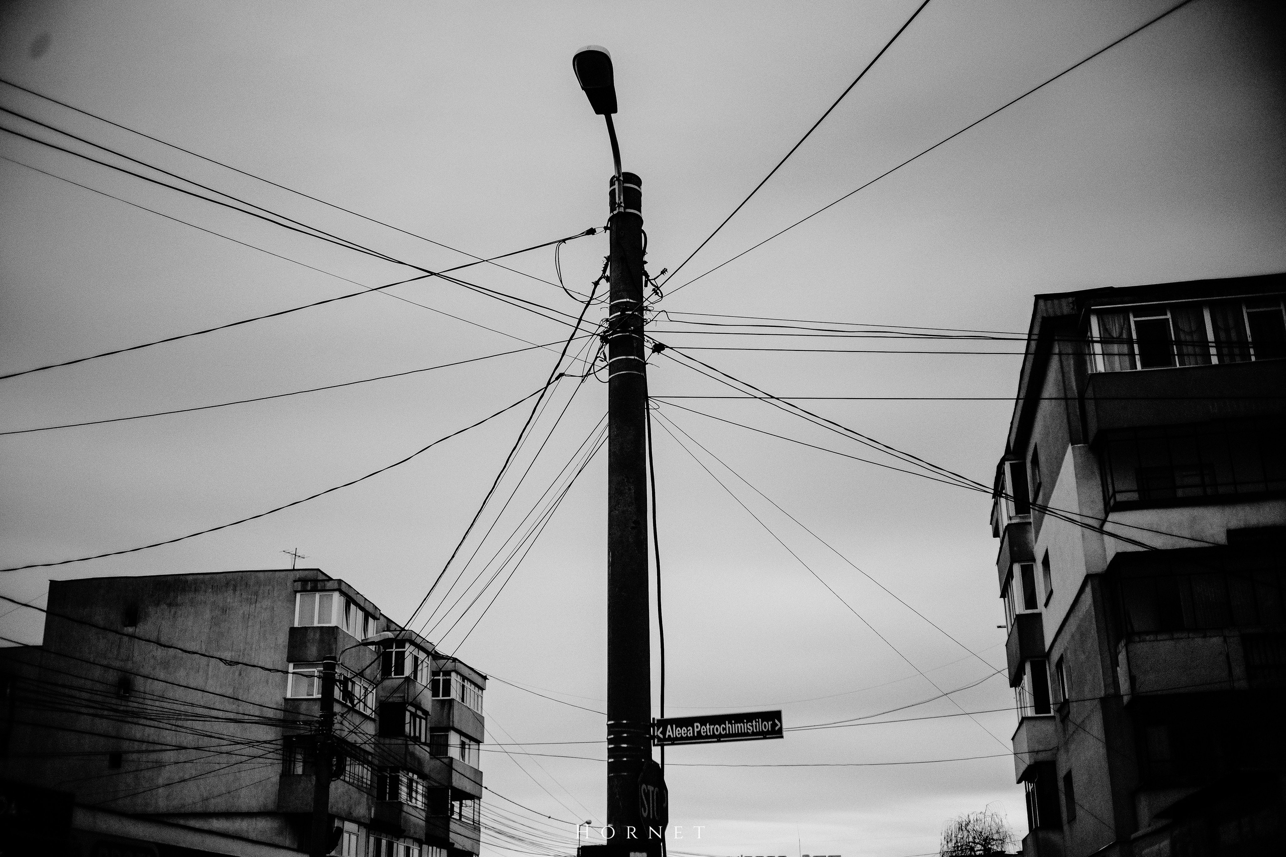 7.01.2025 Ploiesti | Romania. Hornetart