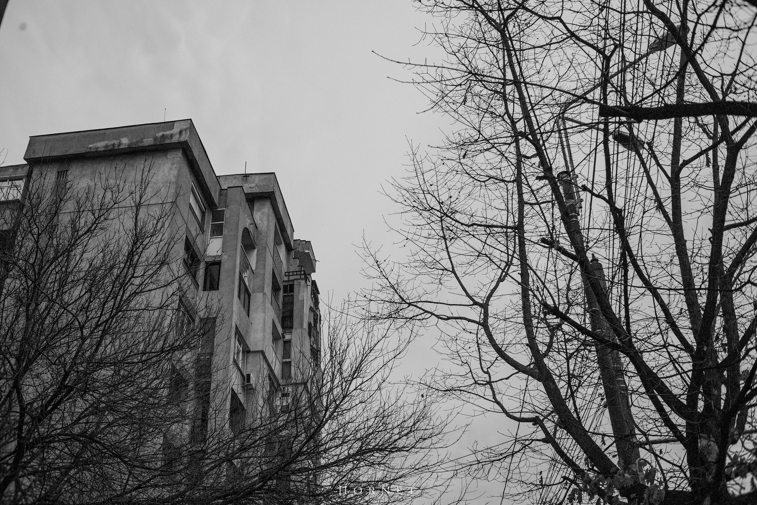 7.01.2025 Ploiesti | Romania. Hornetart