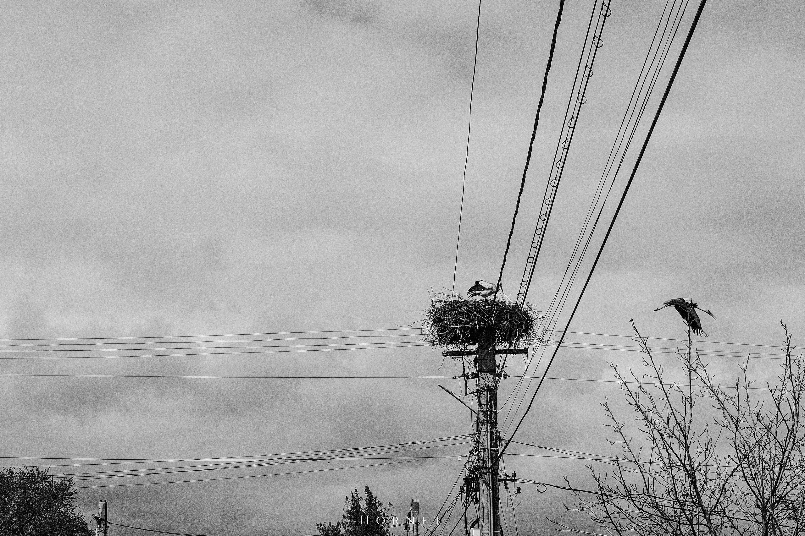 30.03.2025 Buzau | Romania. Hornetart
