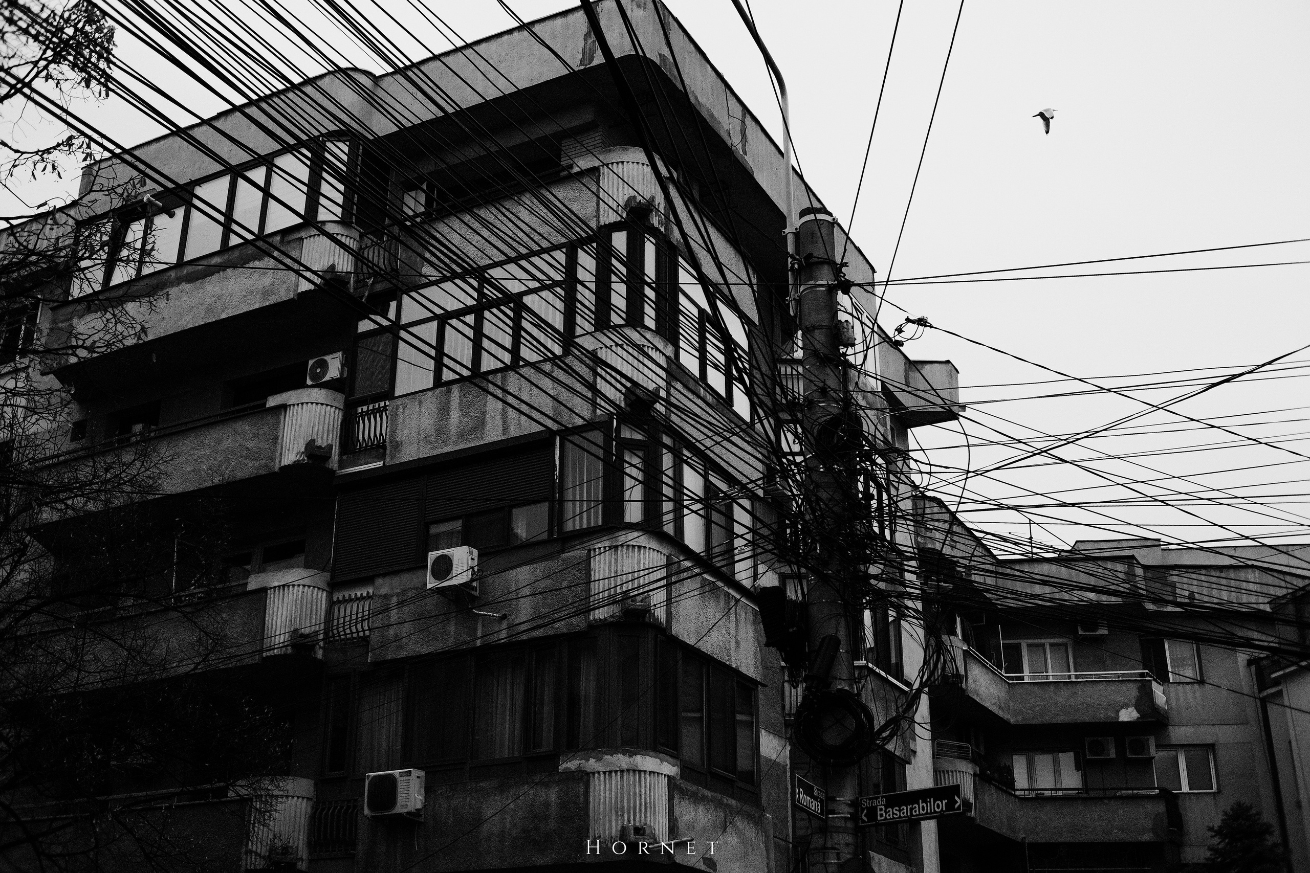 7.01.2025 Ploiesti | Romania. Hornetart