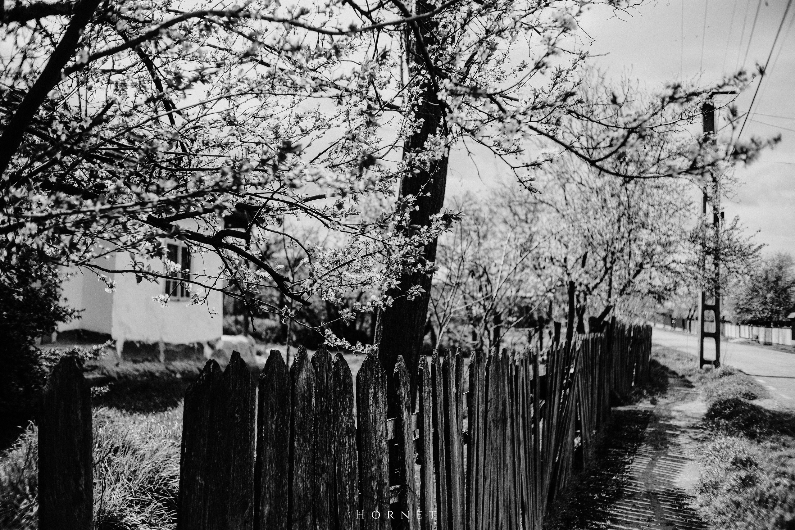 30.03.2025 Buzau | Romania. Hornetart