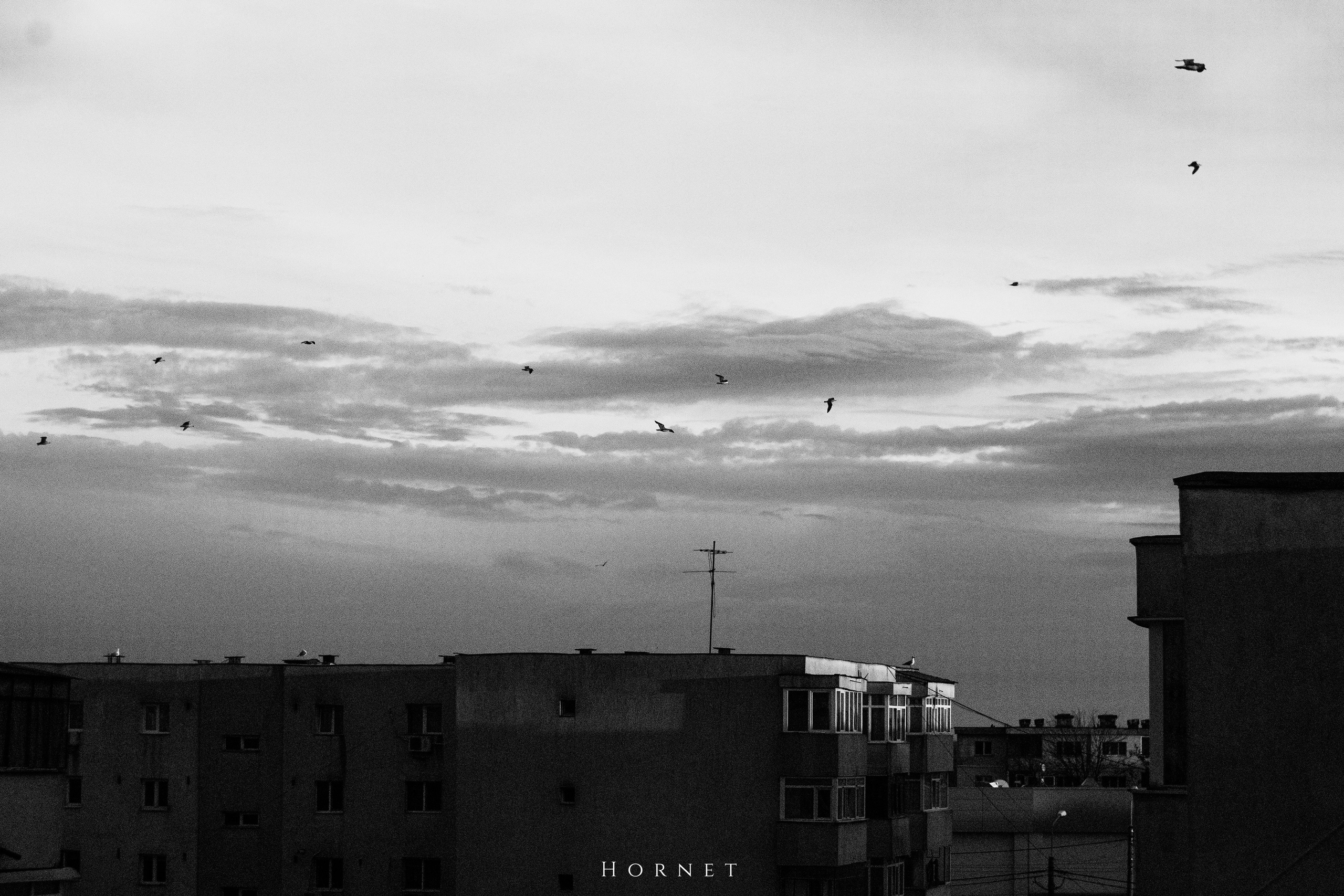 5.04.2025 Ploiesti | Romania. Hornetart