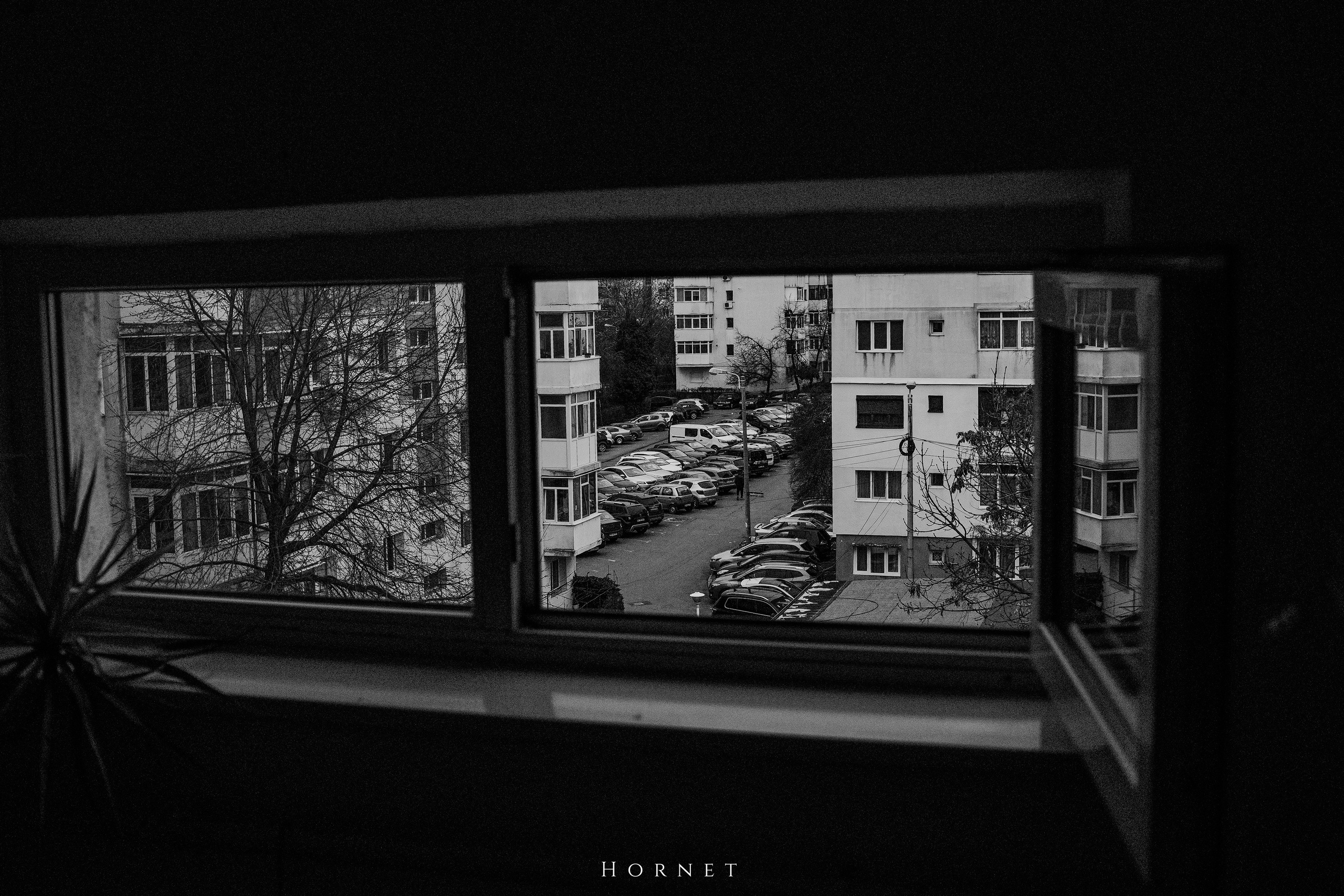 7.01.2025 Ploiesti | Romania. Hornetart