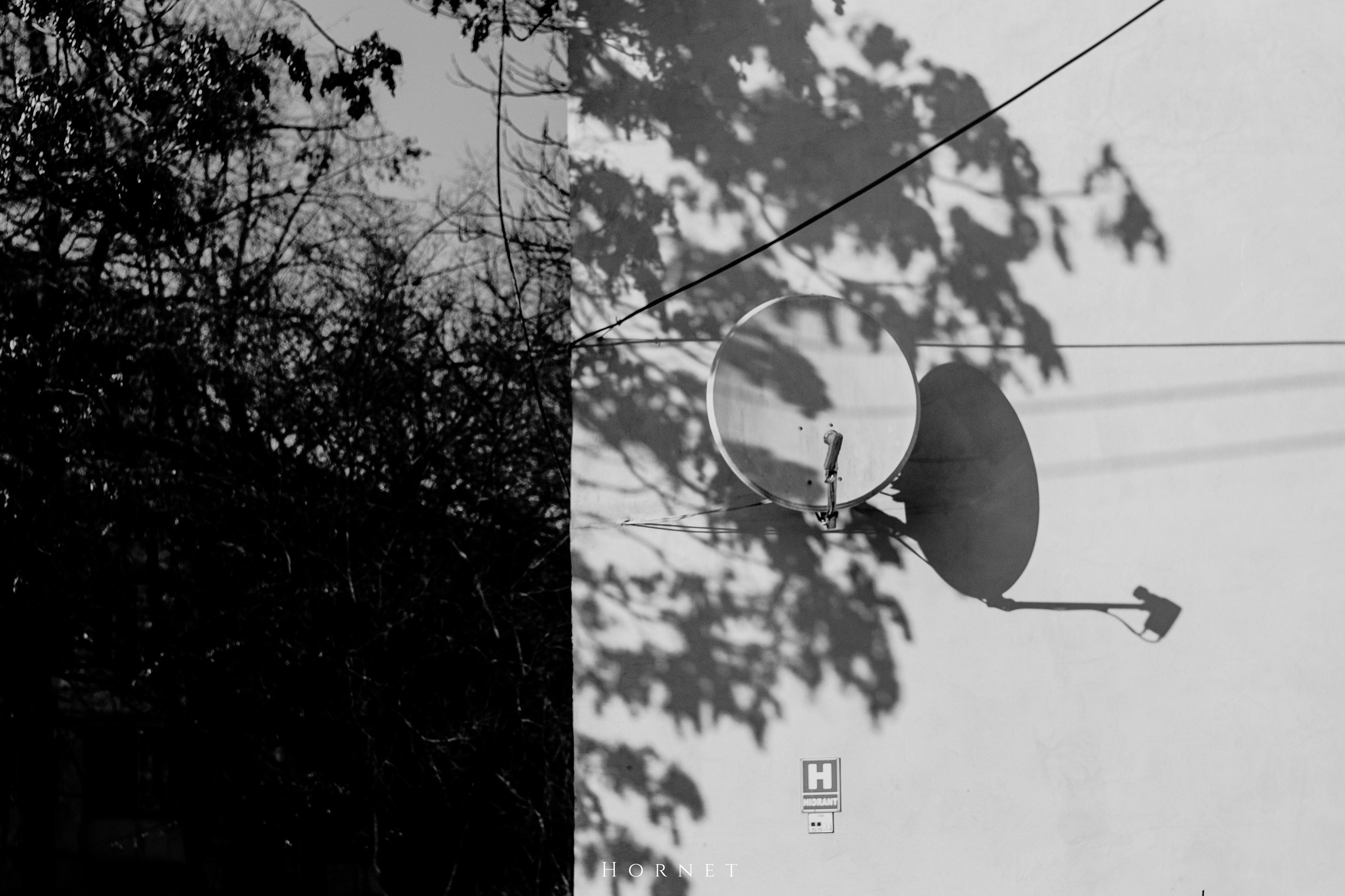 7.02.2025 Ploiesti | Romania. Hornetart
