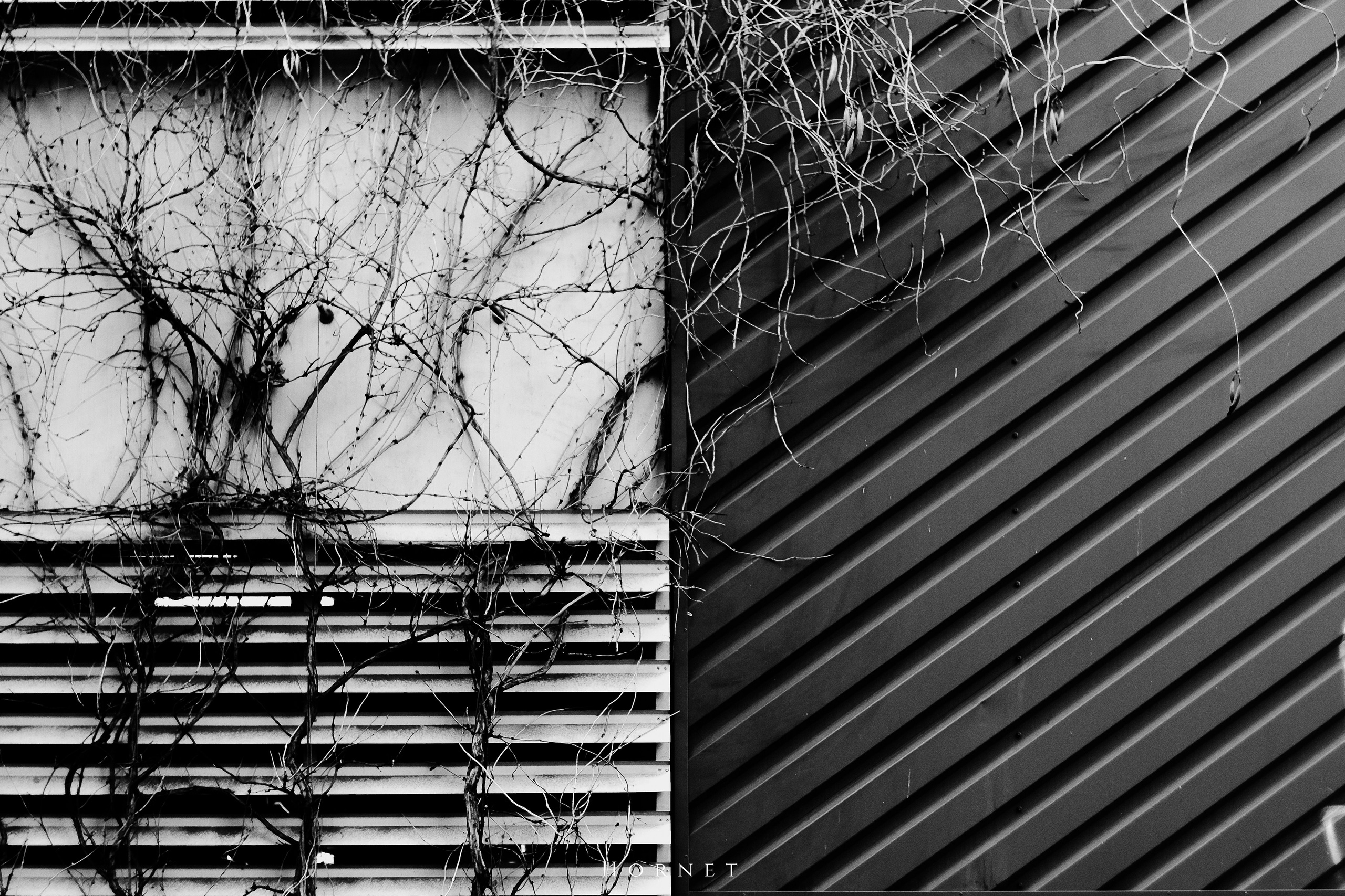 7.02.2025 Ploiesti | Romania. Hornetart