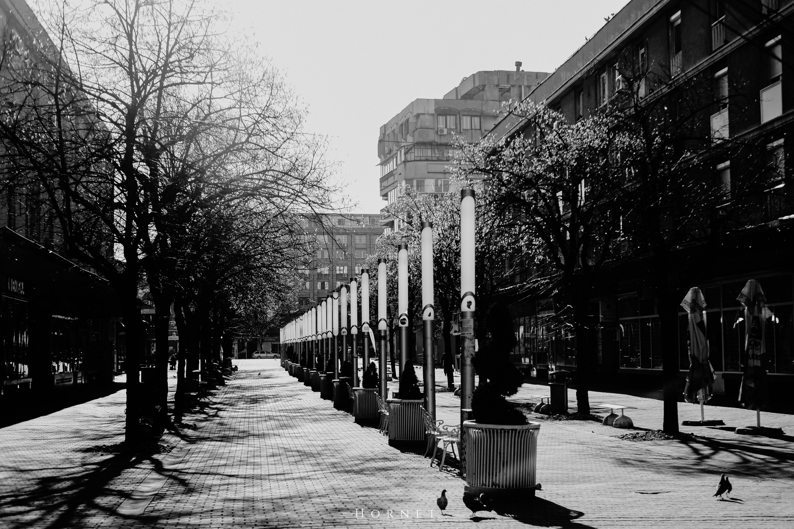 14.03.2026 Ploiesti | Romania. Hornetart