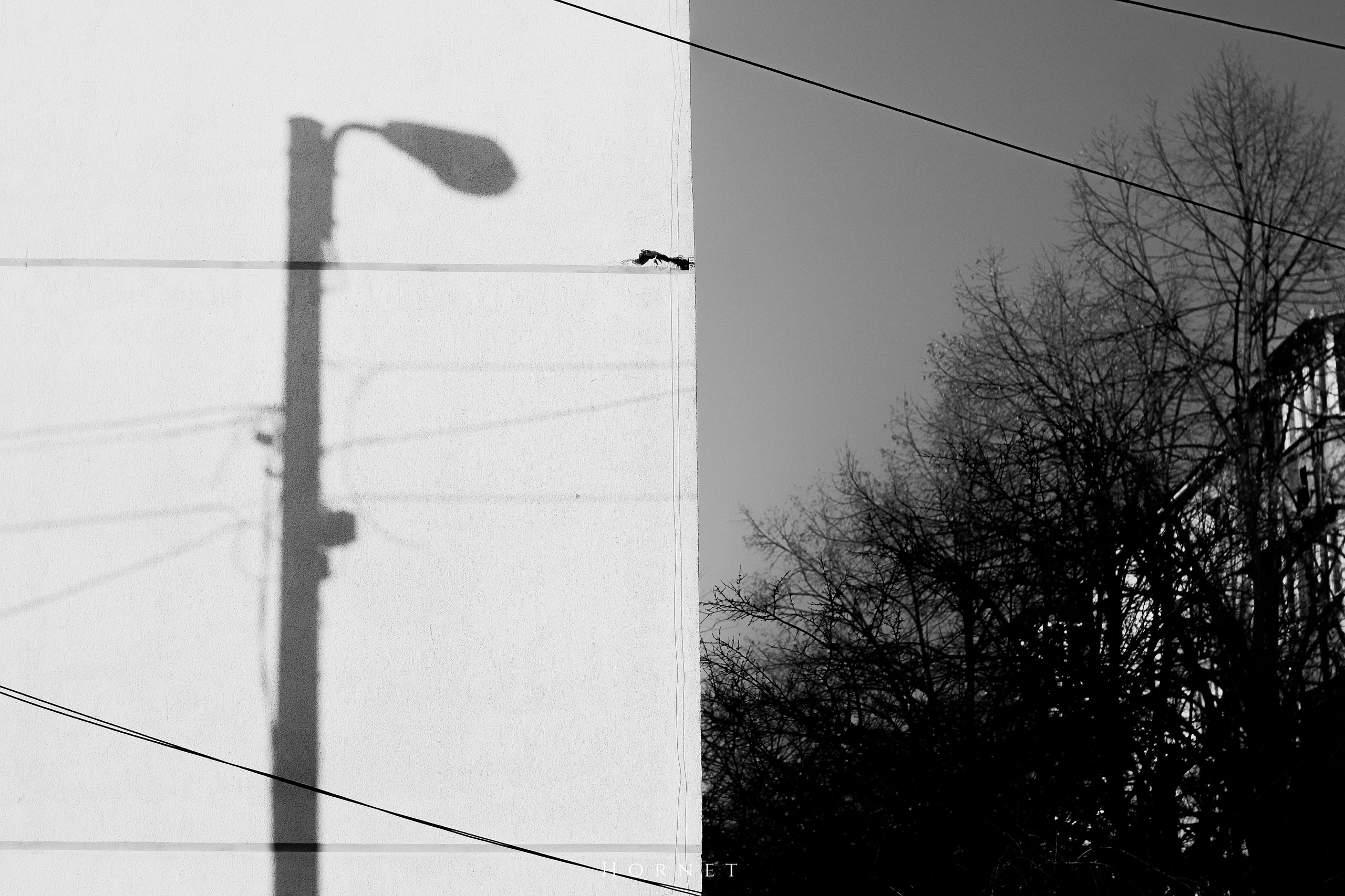 7.02.2025 Ploiesti | Romania. Hornetart