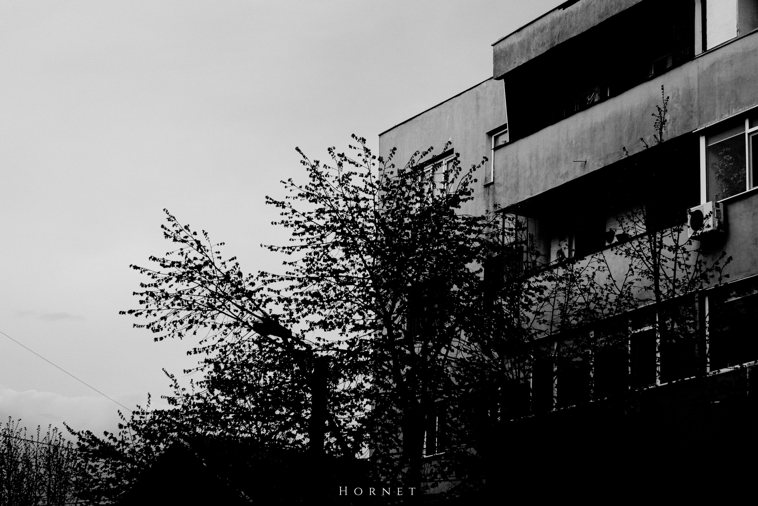 5.04.2025 Ploiesti | Romania. Hornetart