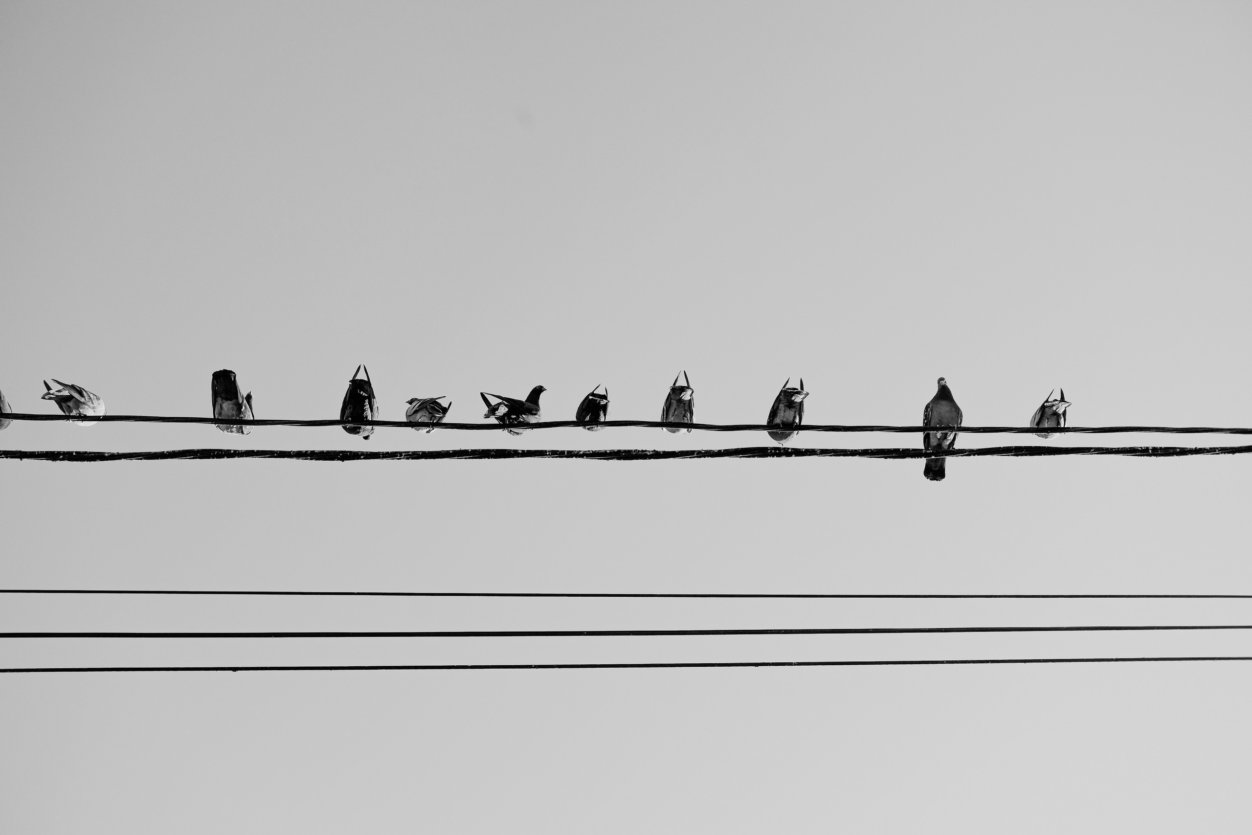 5.04.2026 Ploiesti | Romania. Hornetart