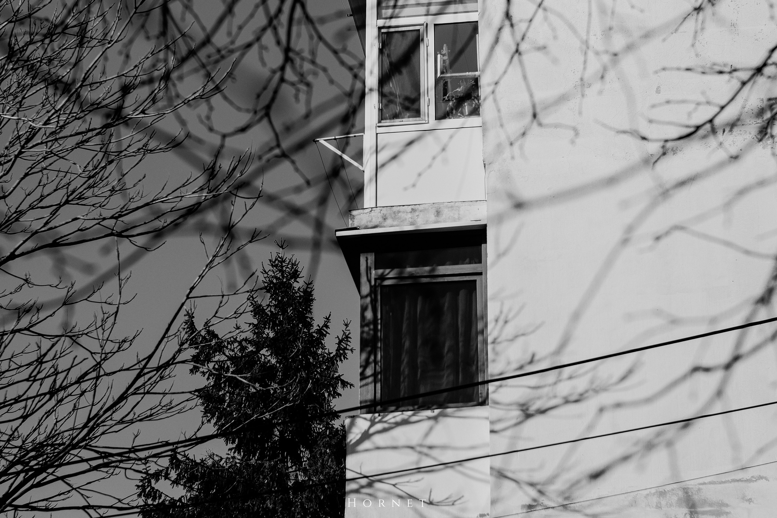 7.02.2025 Ploiesti | Romania. Hornetart