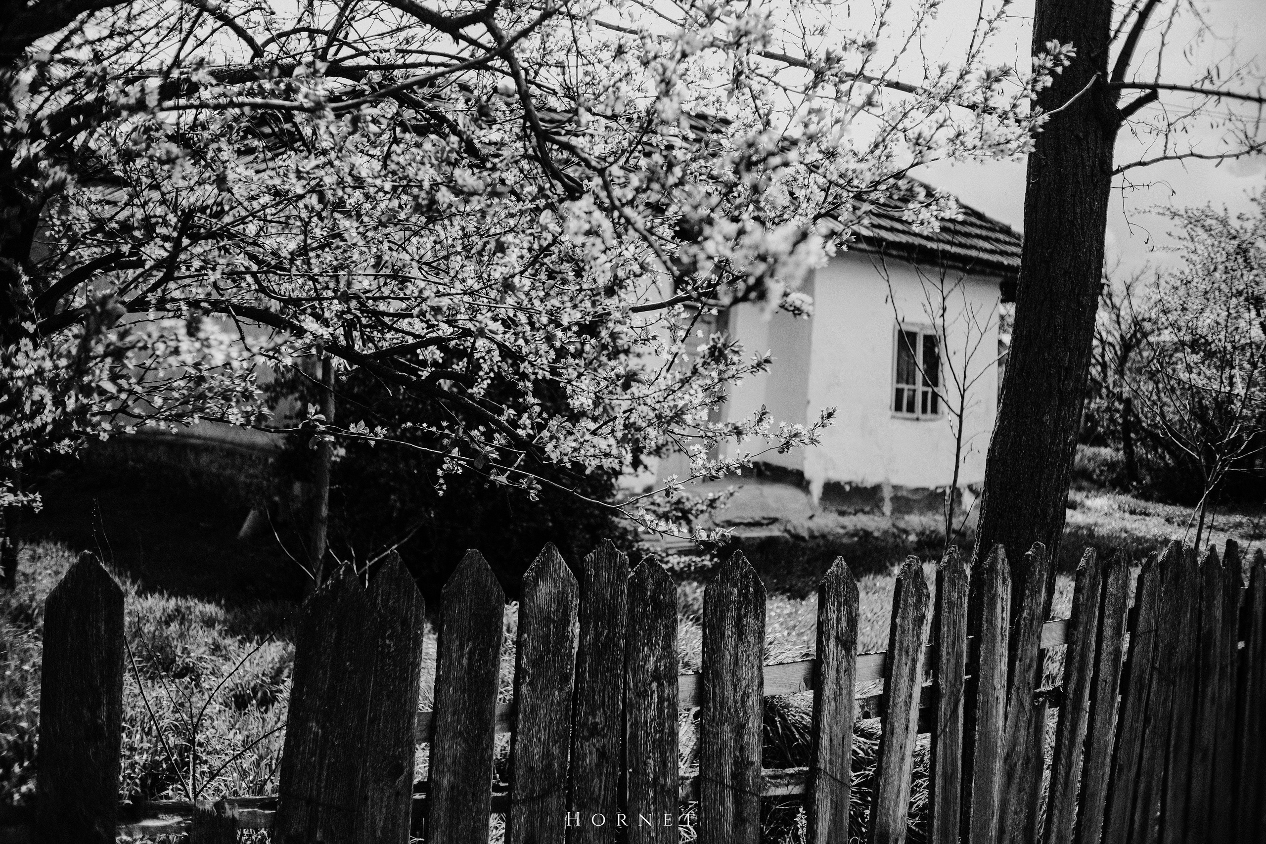 30.03.2025 Buzau | Romania. Hornetart
