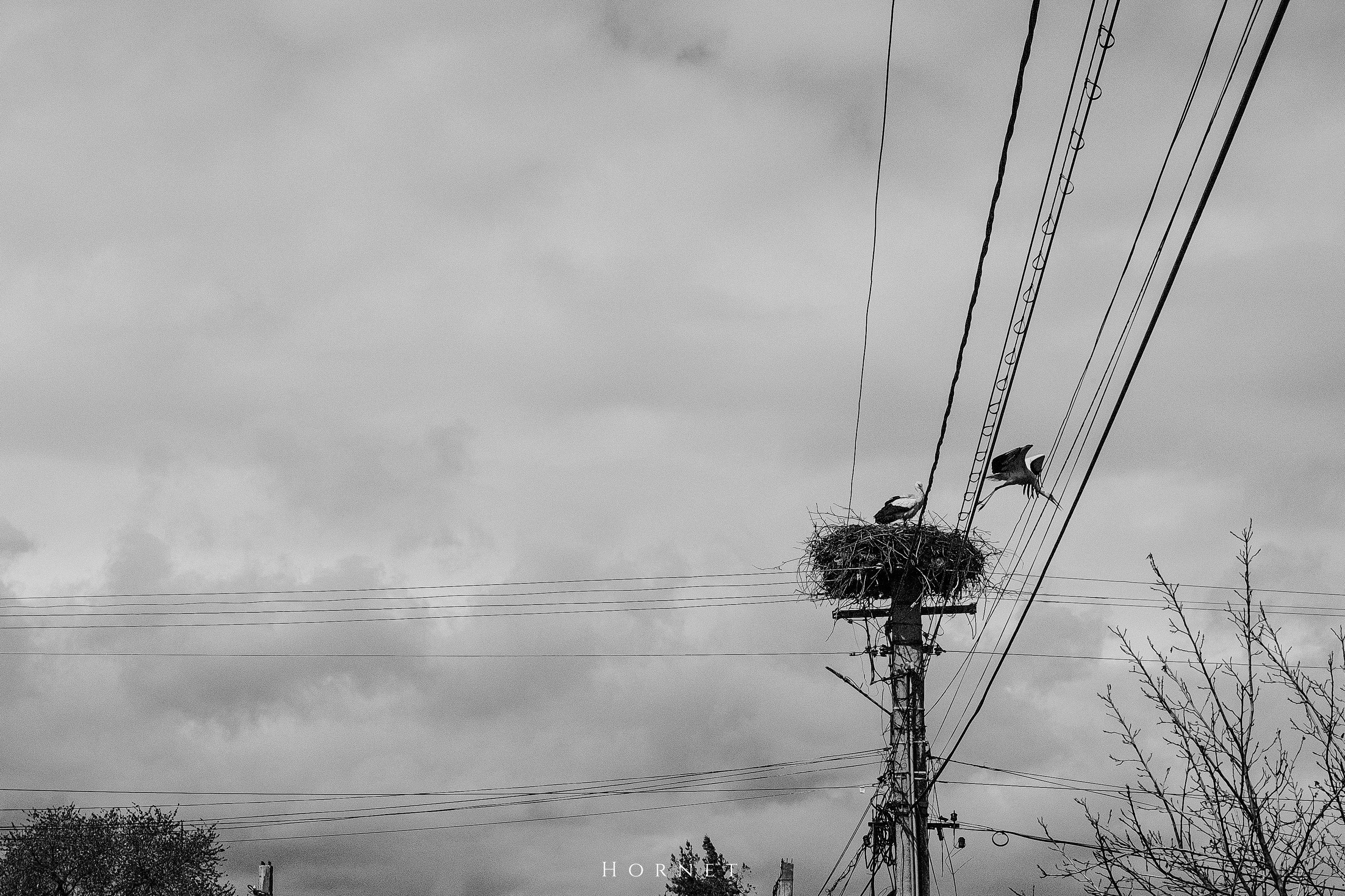 30.03.2025 Buzau | Romania. Hornetart