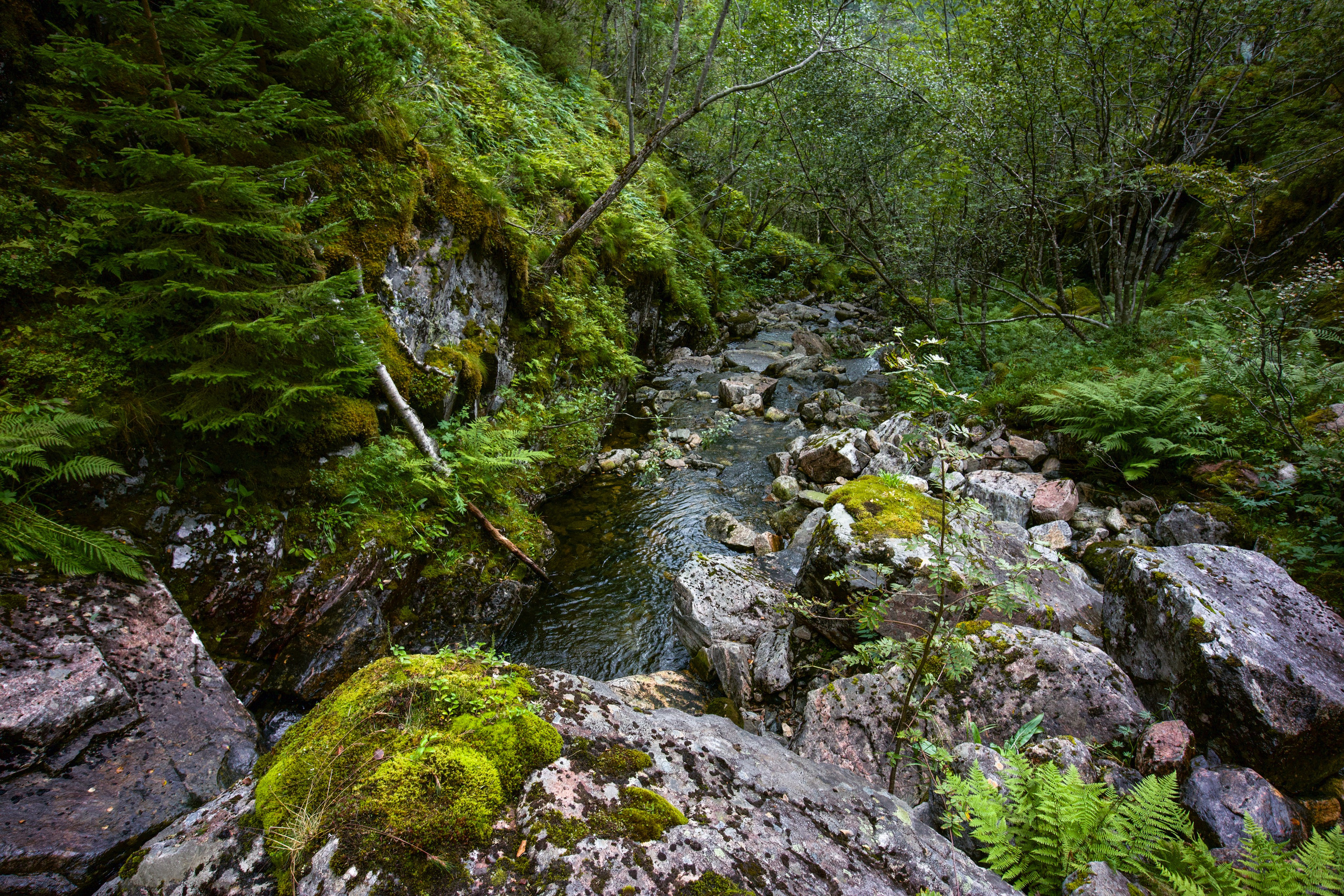 Prints by D.Todosyev