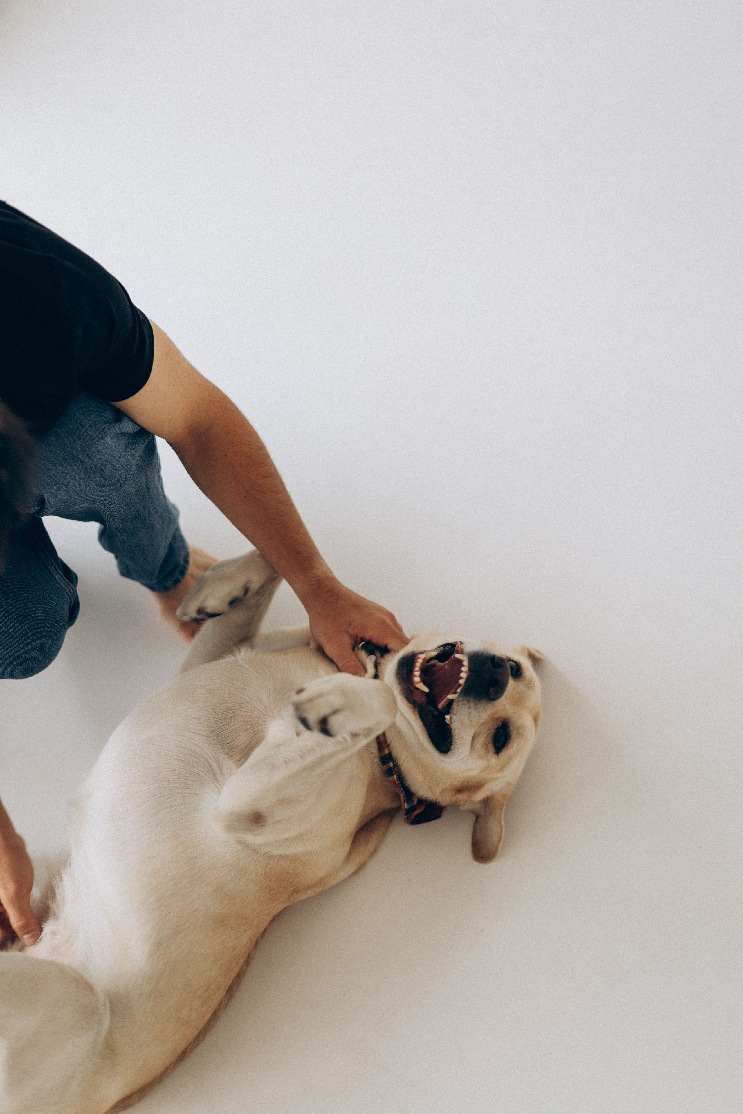 Pregnant Story. Main