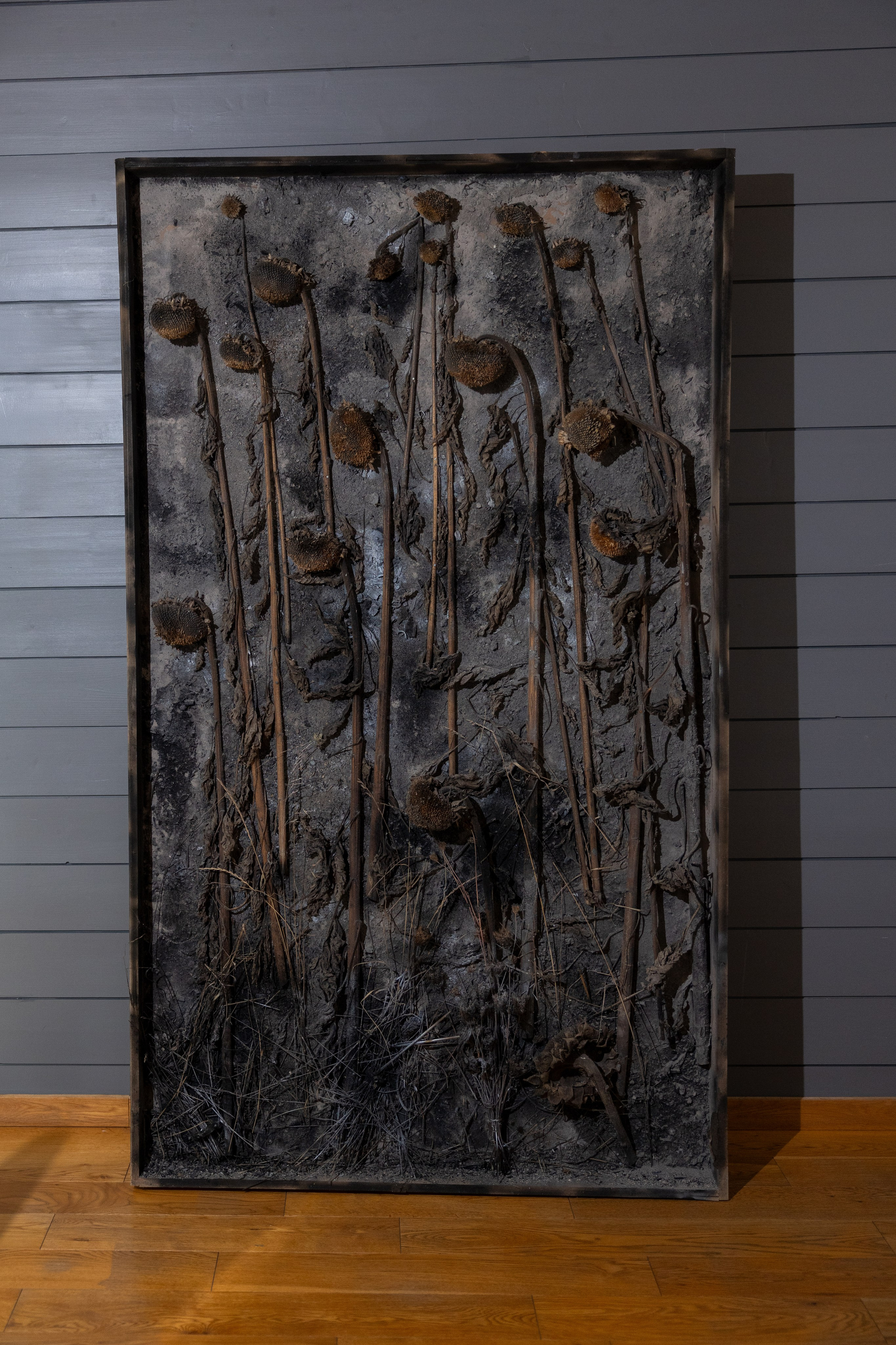 My vision of dying sunflowers in a french land walking to their funeral 