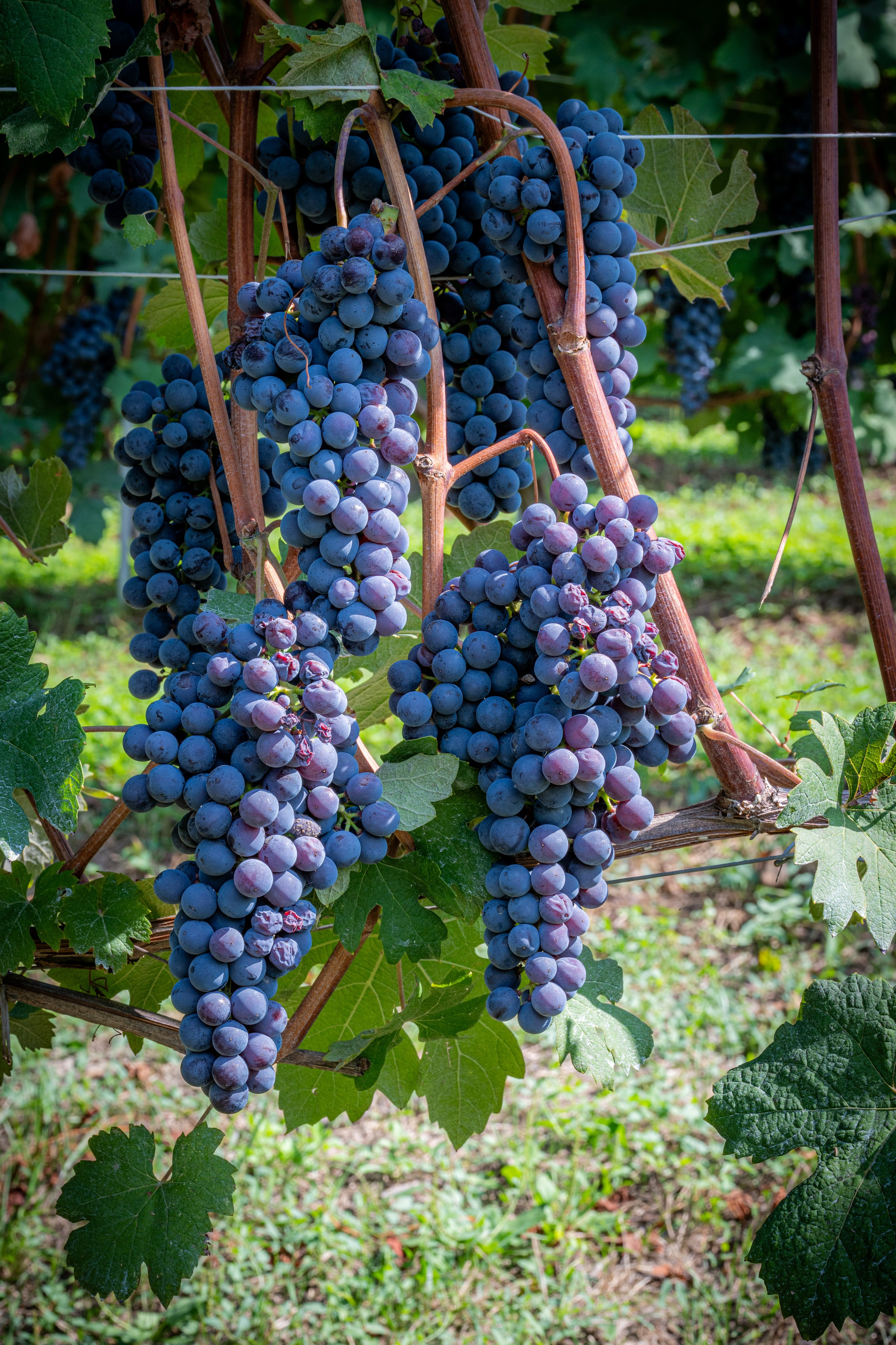 Cantine Boasso Serralunga. “Gianmaria Coscia fotografo per passione”
