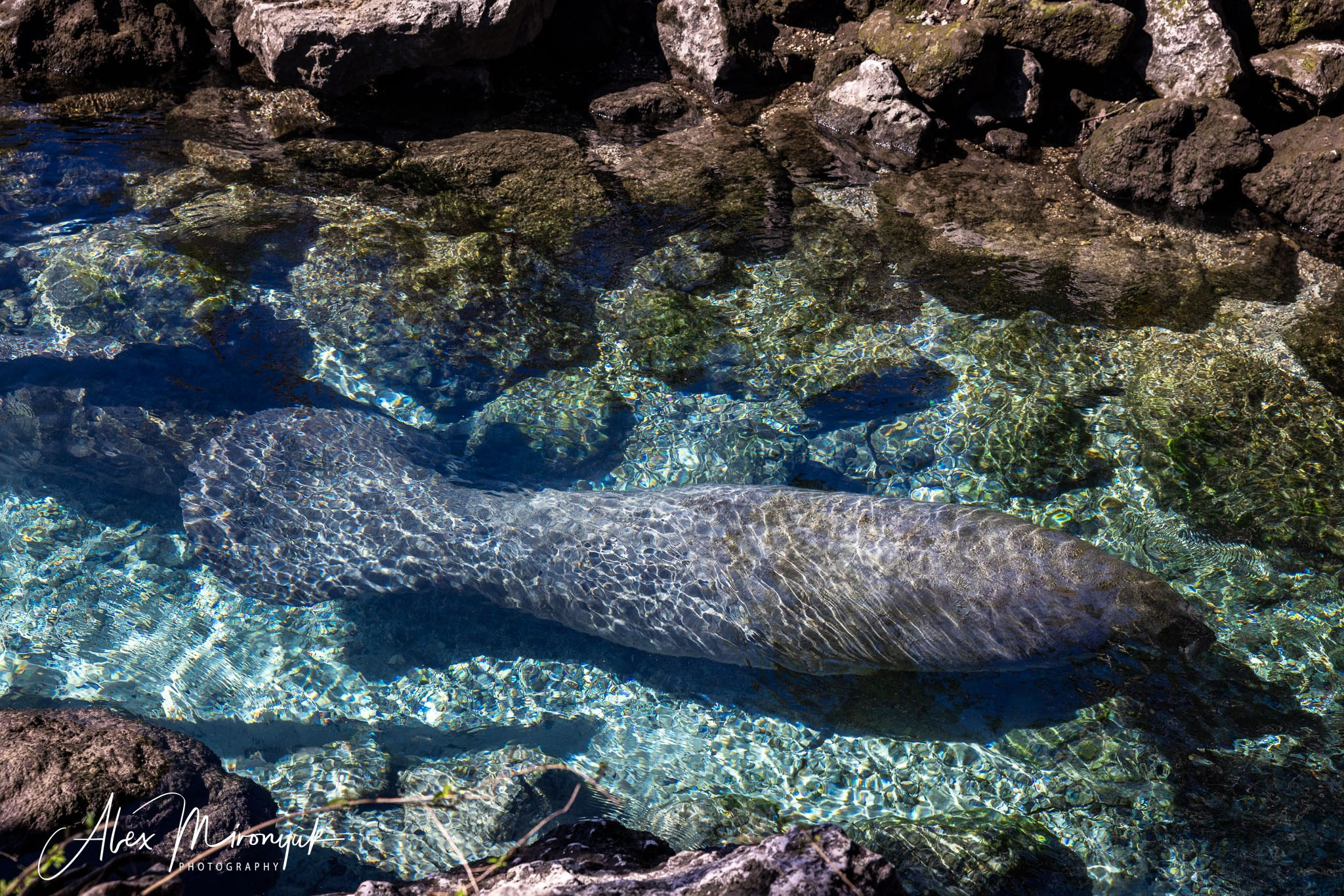Exploring True Florida: Springs, Rivers & Manatees by Canoe. Pet, Senior, Landscape, portrait studio, photographer in Miami and Sou
