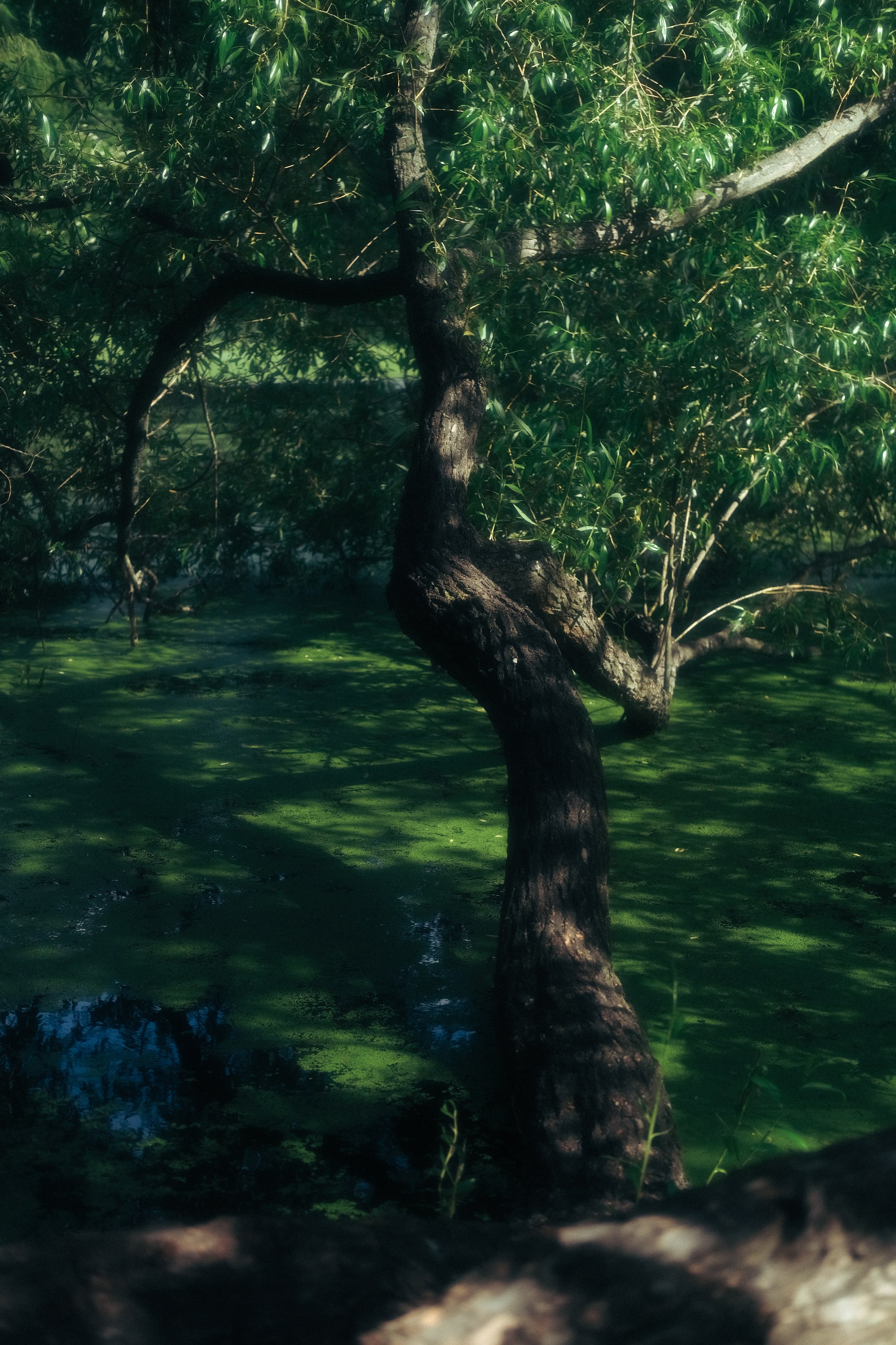 She walked through the dream. Alena Iatkina — Fine Art Photographer