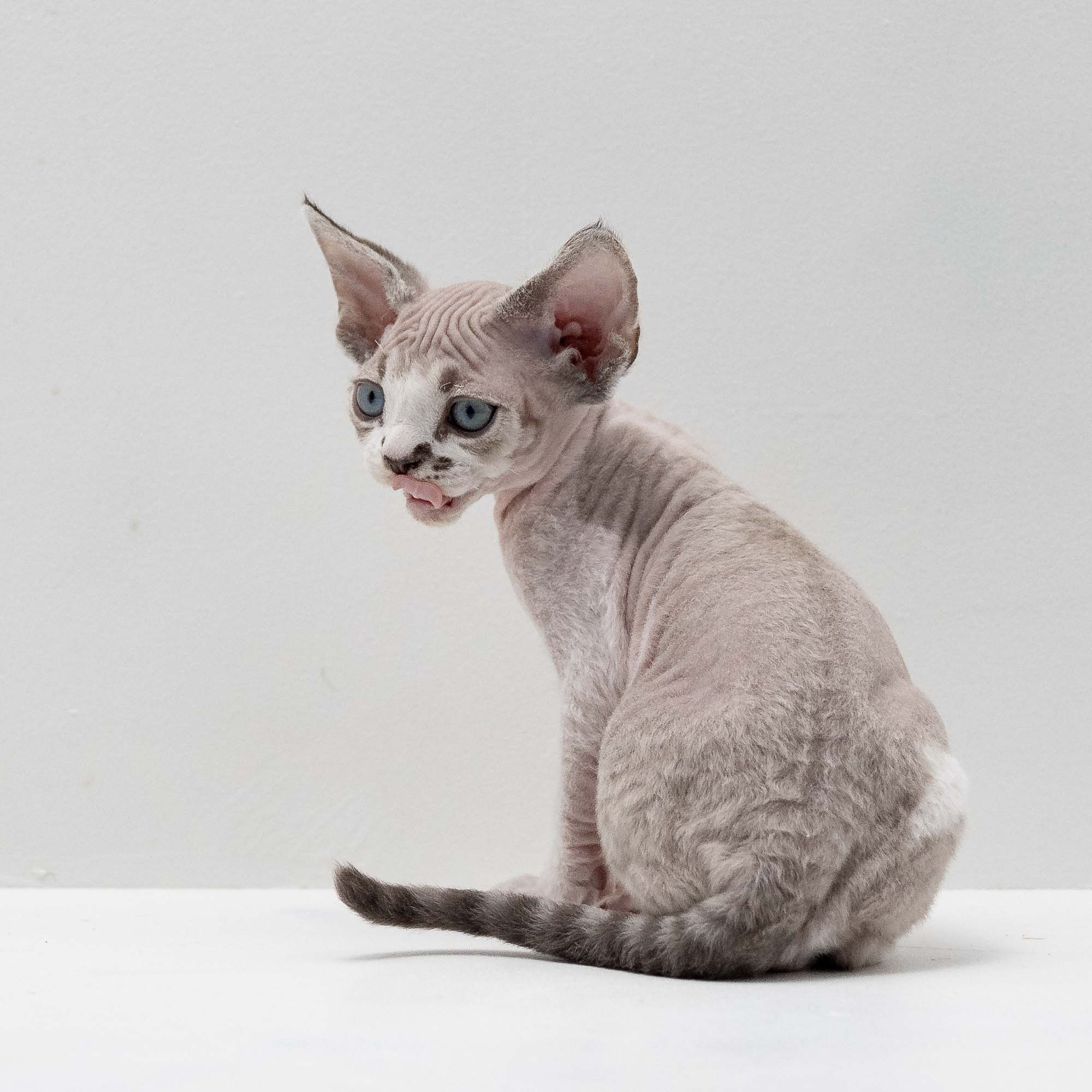 Frank, boy, born on 01.01.25. Devon Rex Pixie Cattery
