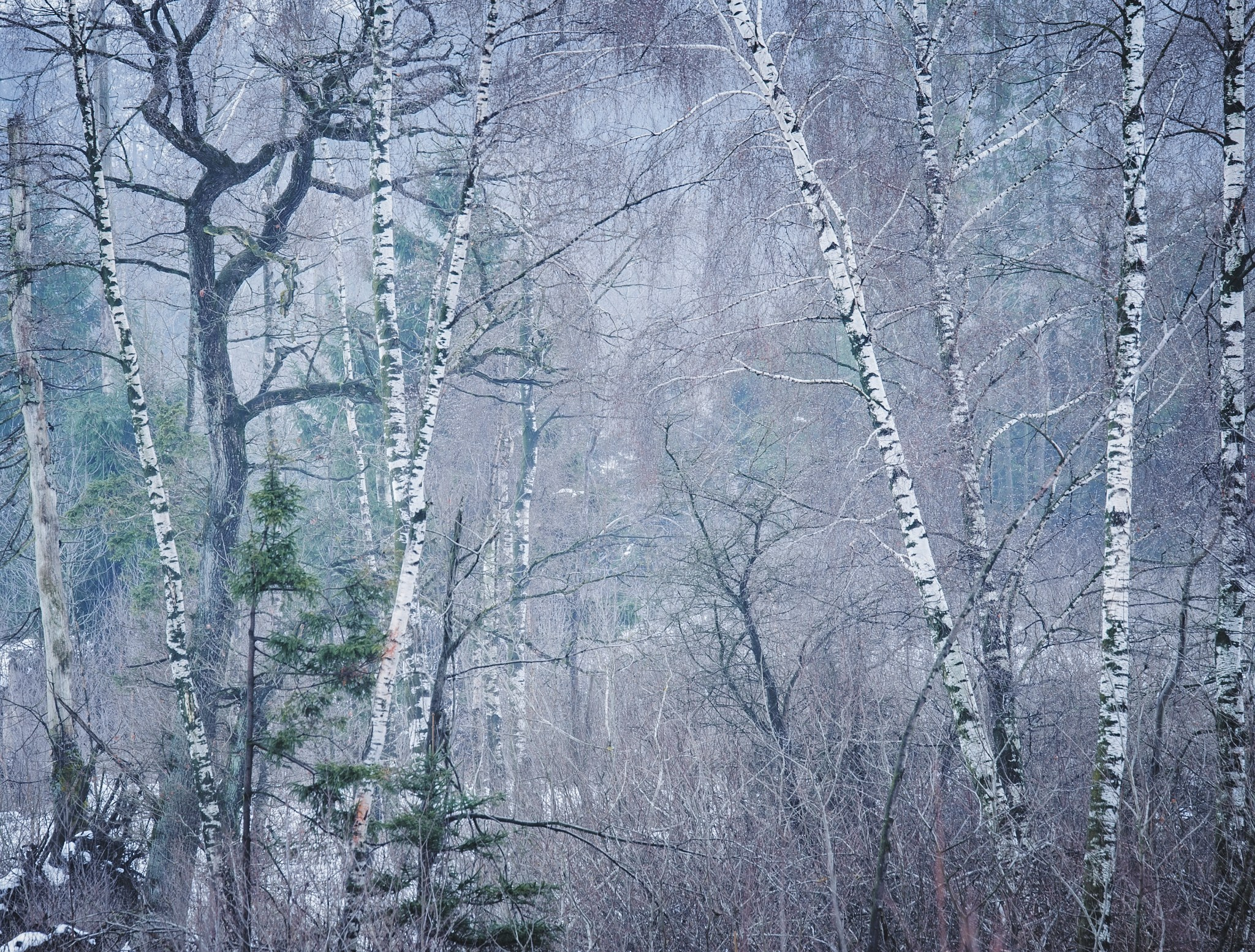 Woodlands. Nature Photographer and Videographer from Germany