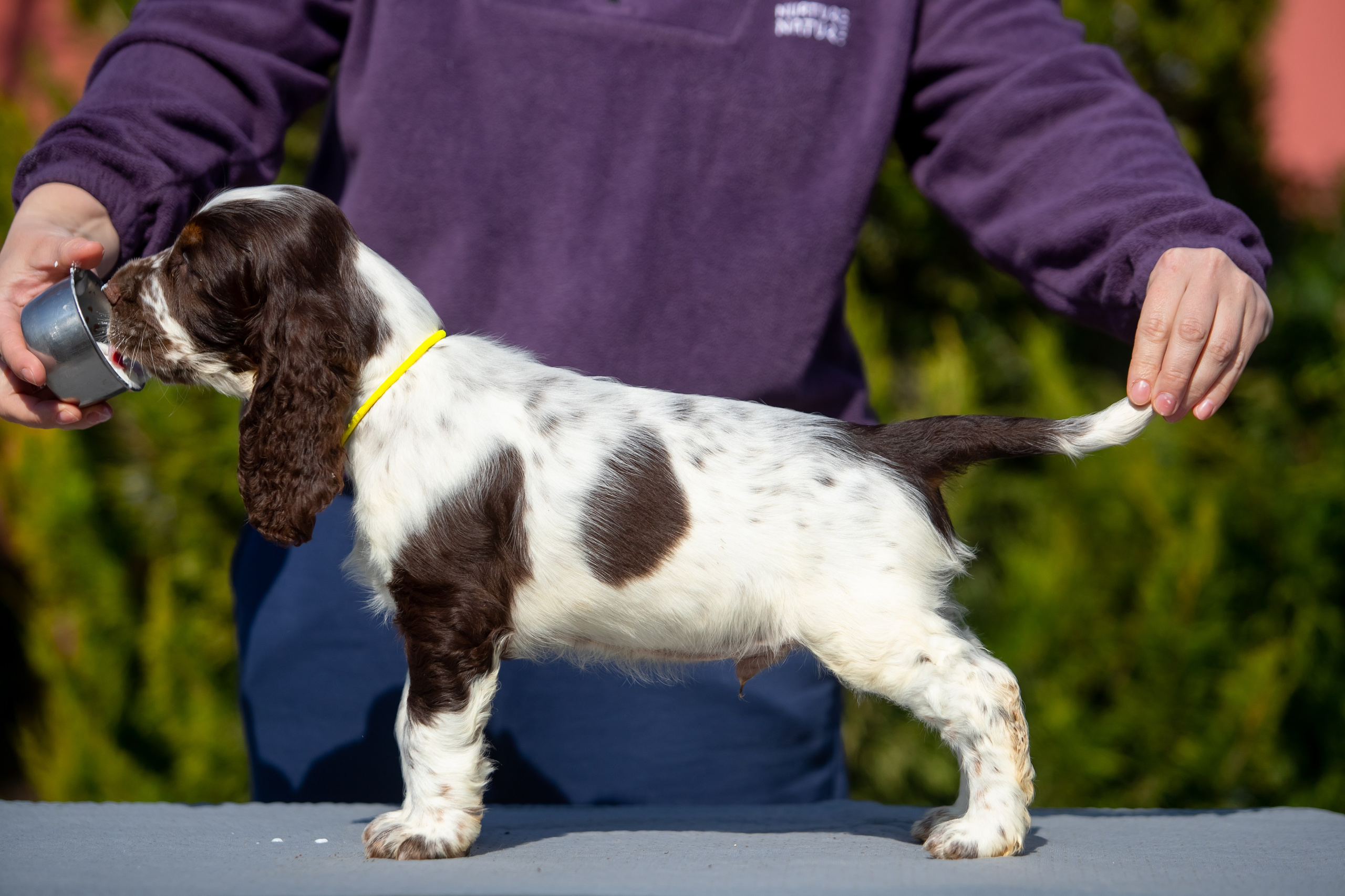 Male — Yellow collar 💛. Website of the titled stud dog of the Springer Spaniel breed