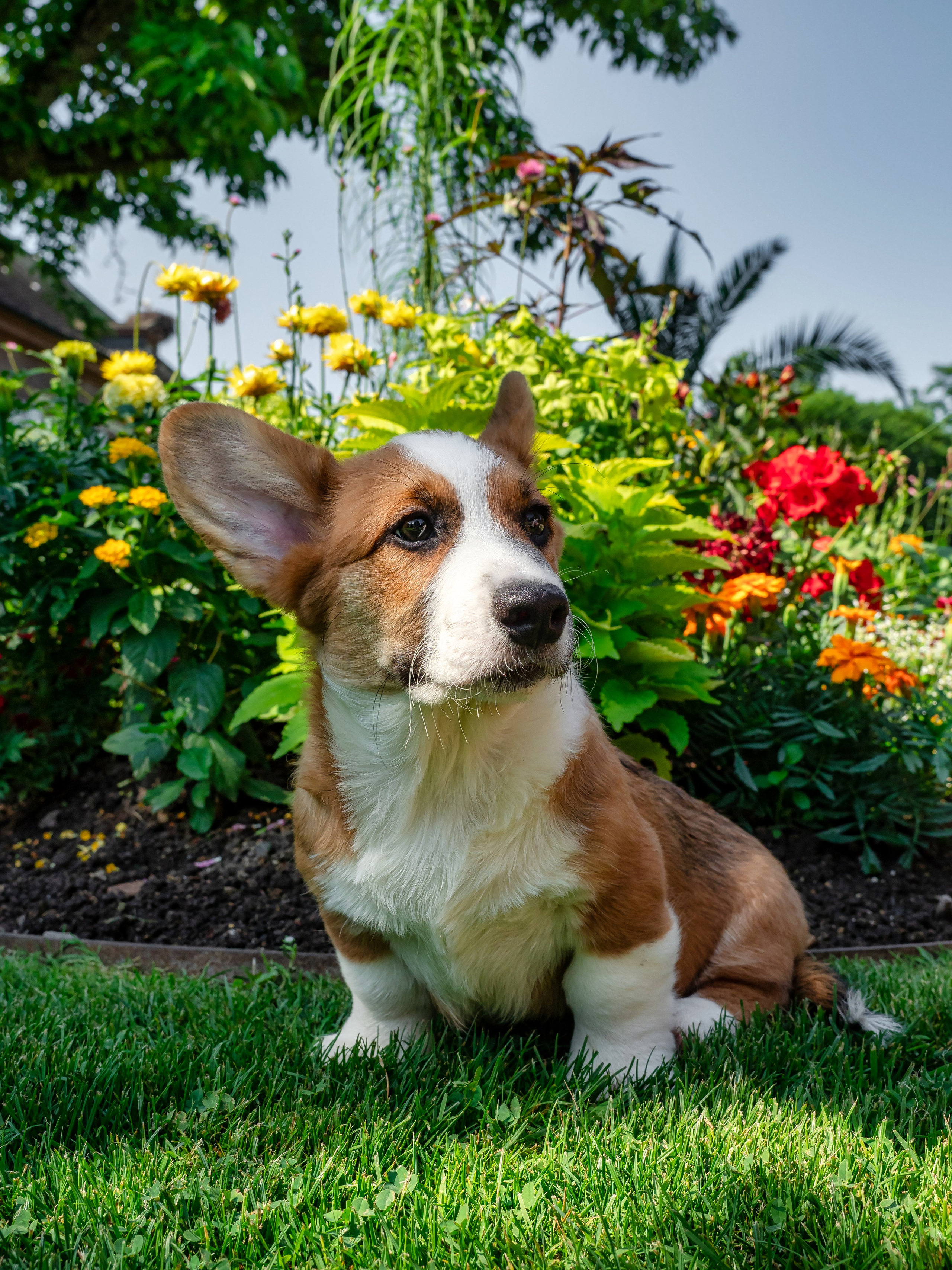 Puppies 03/06/2025. Photographe à Strasbourg | Portraits, Studio, Enfants, Événements