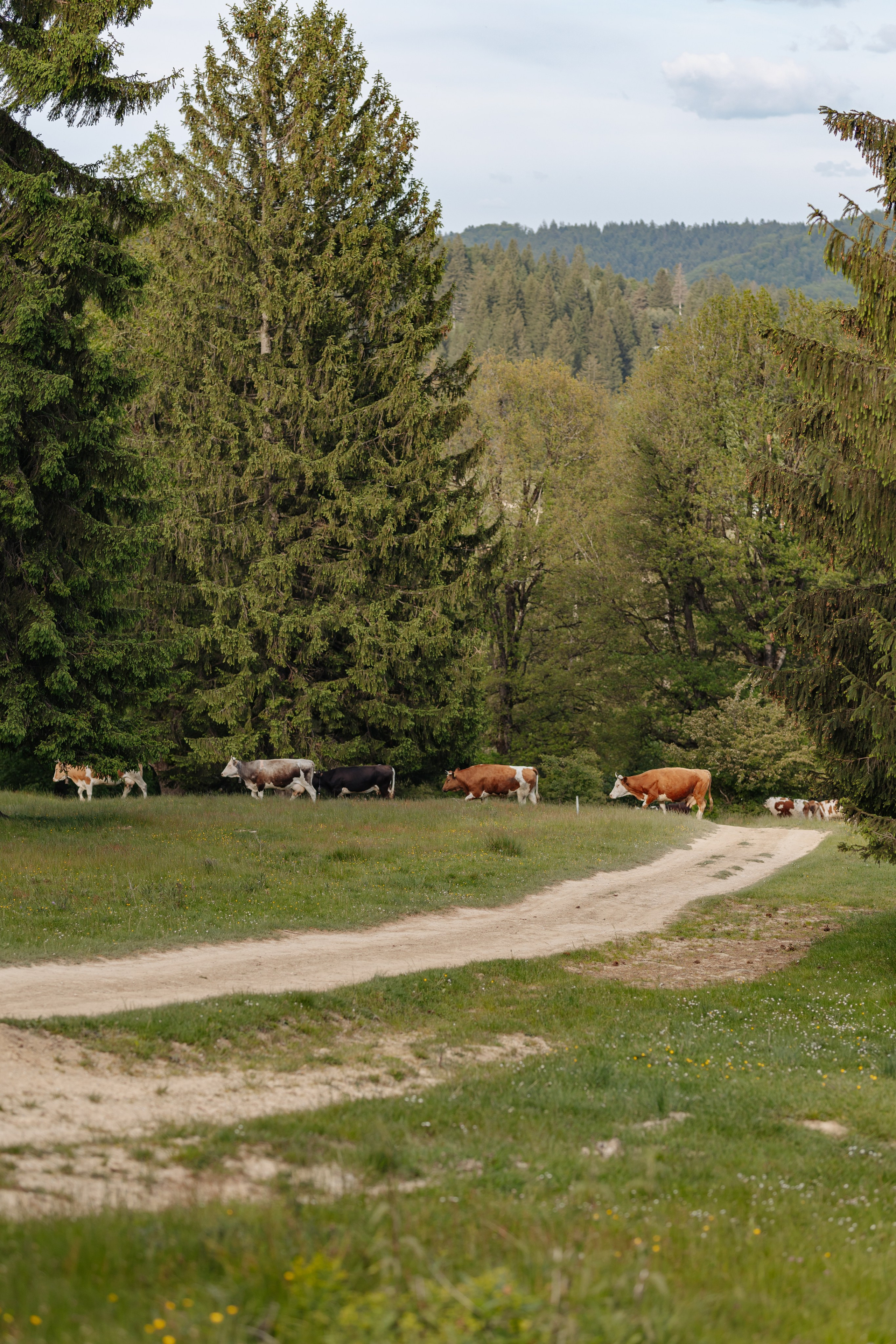 Familia Hudea. Cristina Andronache fotograf Brașov fotograf de familie fotograf de nunta Brașov