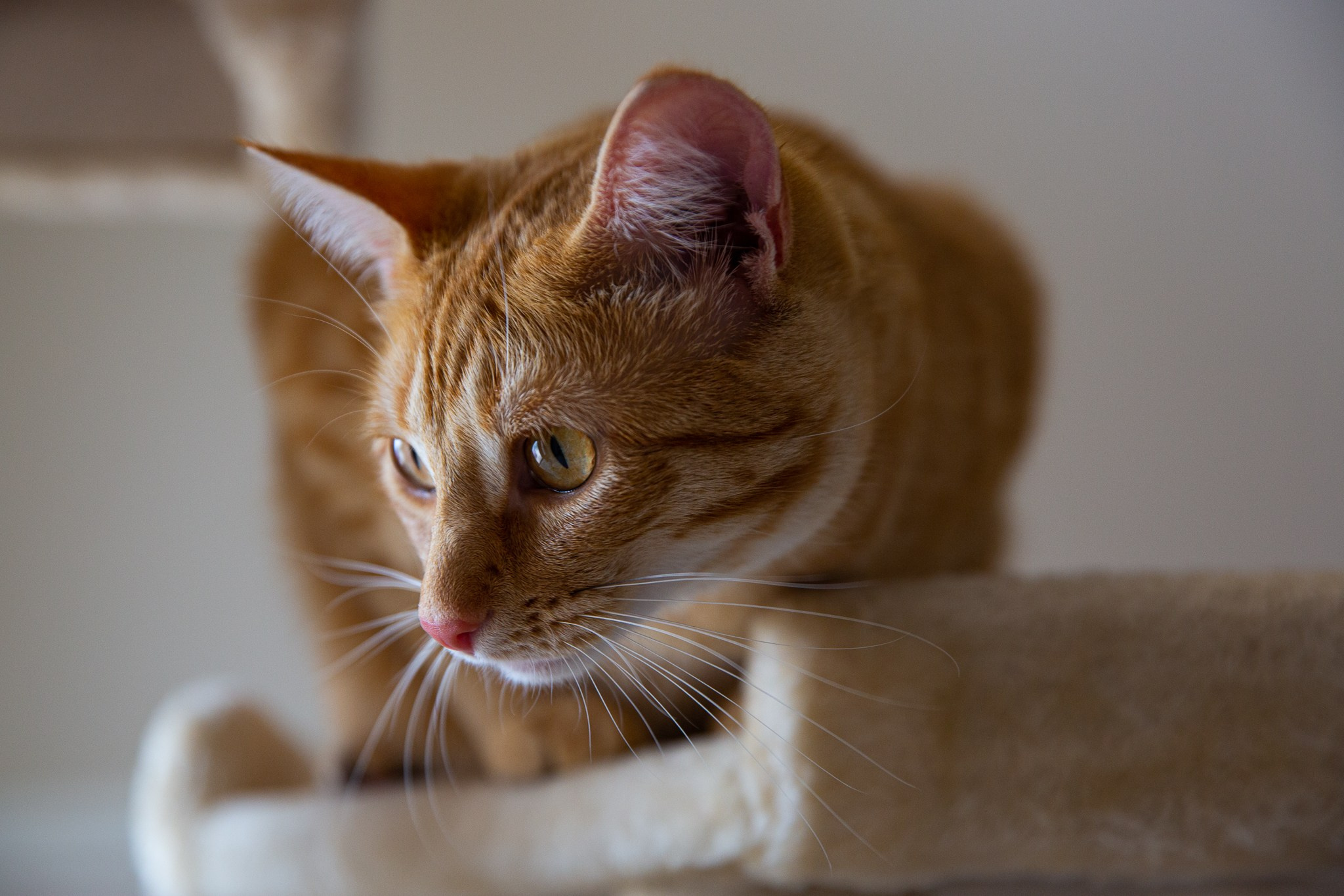 Pets. Pic-Cha Photography | Photographer & Media Content Creator | Metro Detroit Area, Michigan