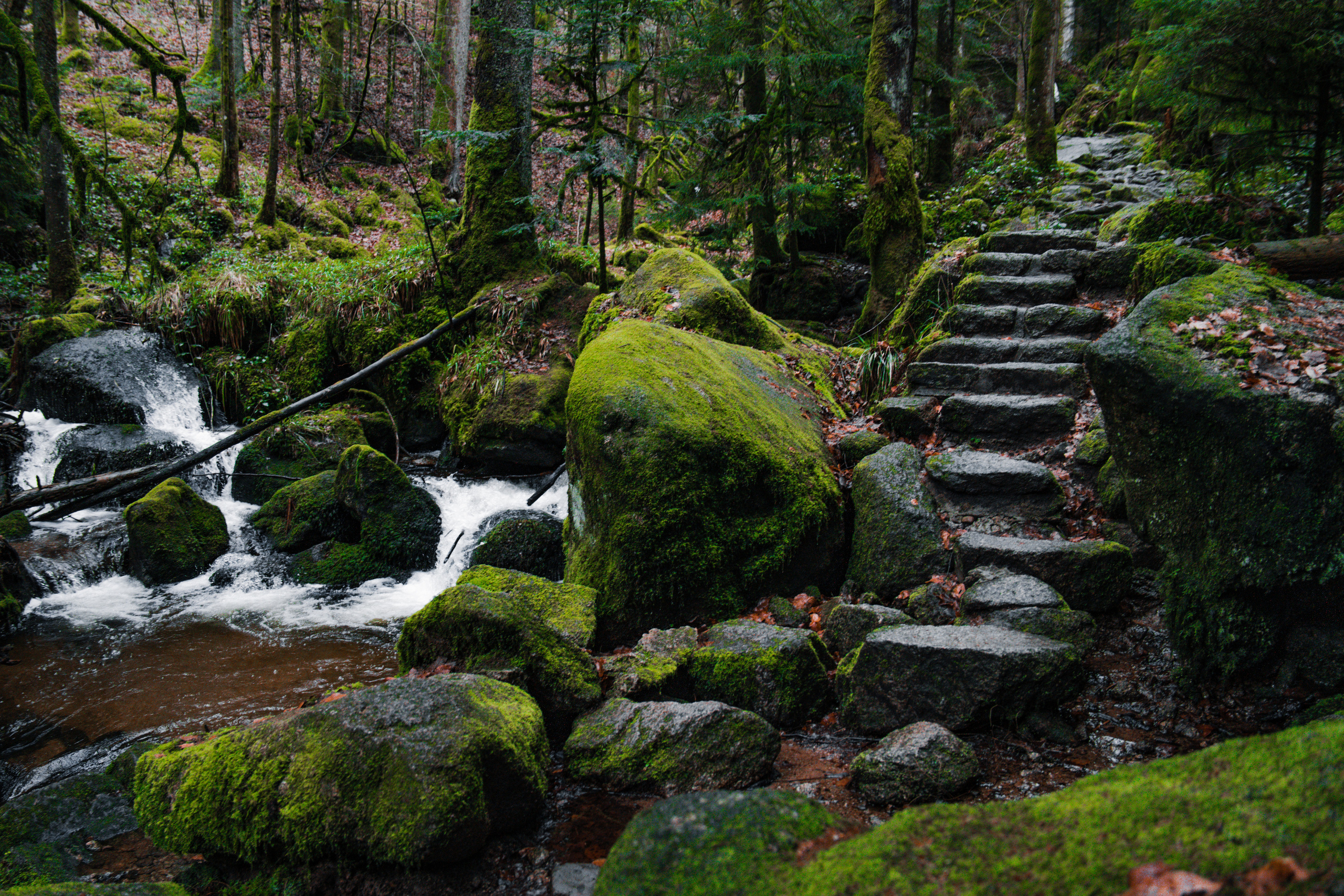 Black Forrest. Stevenson.Visual.Lab — Professional Photo/Video in Berlin
