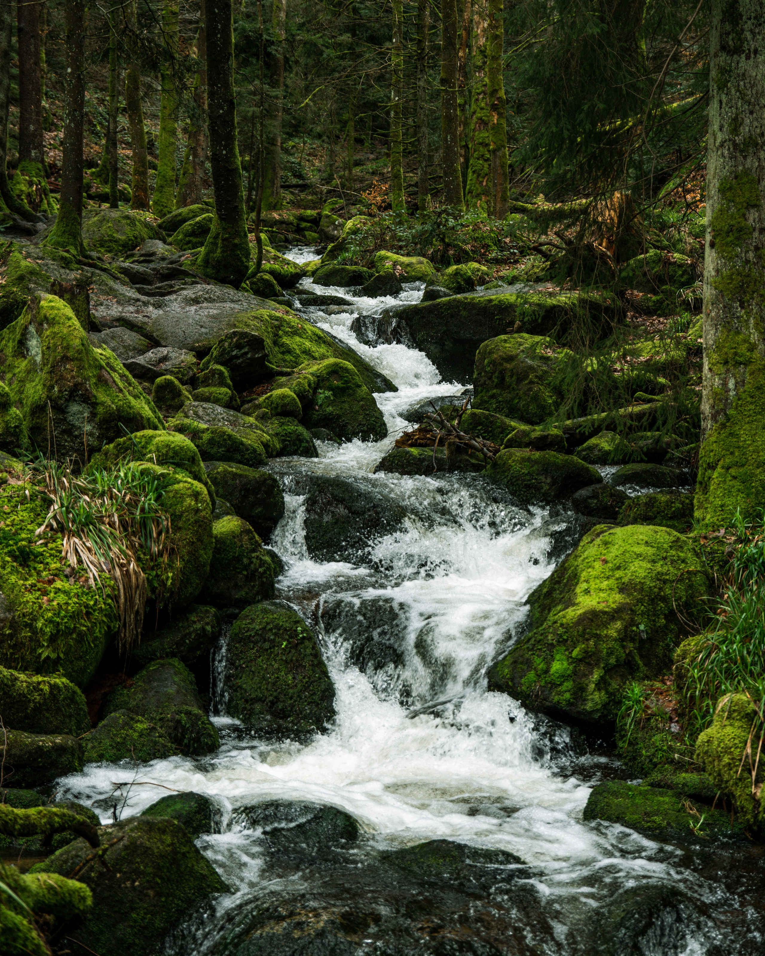 Black Forrest. Stevenson.Visual.Lab — Professional Photo/Video in Berlin