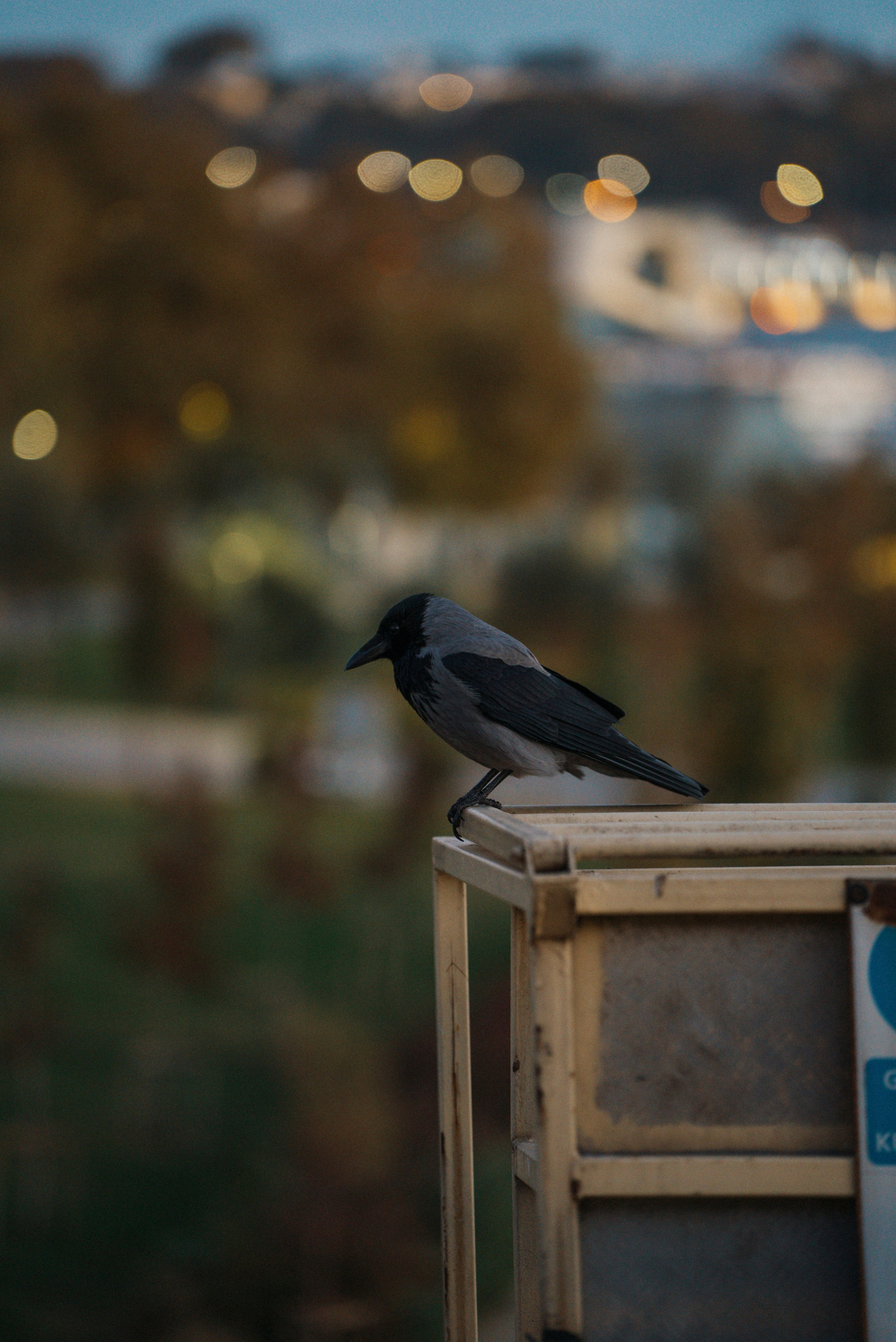 СТАМБУЛ. Стрит-фотография, полная абсурда, идиотизма и красоты