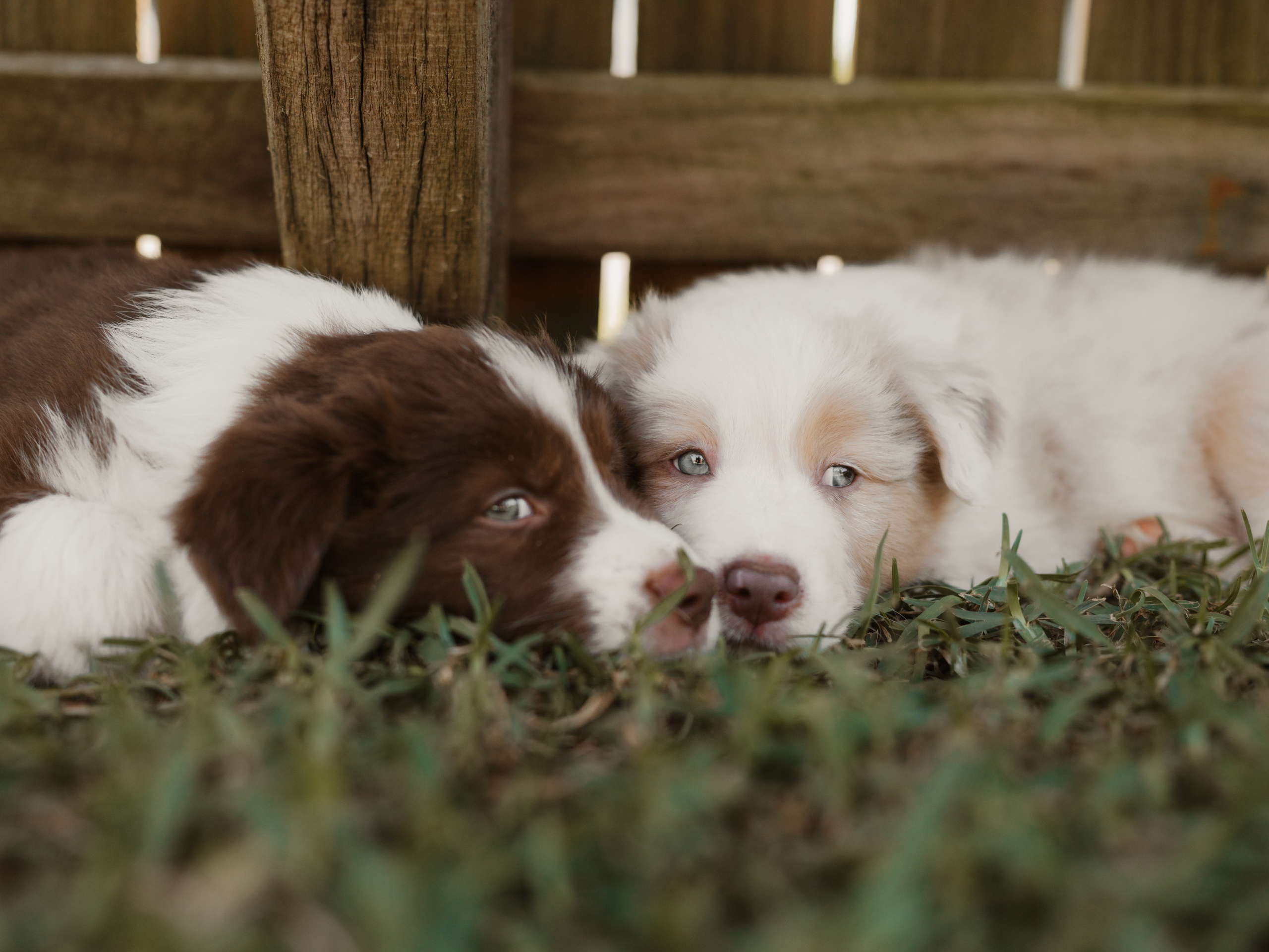 Goldies Collies — Pups. Natural and candid photography Jean Santiago