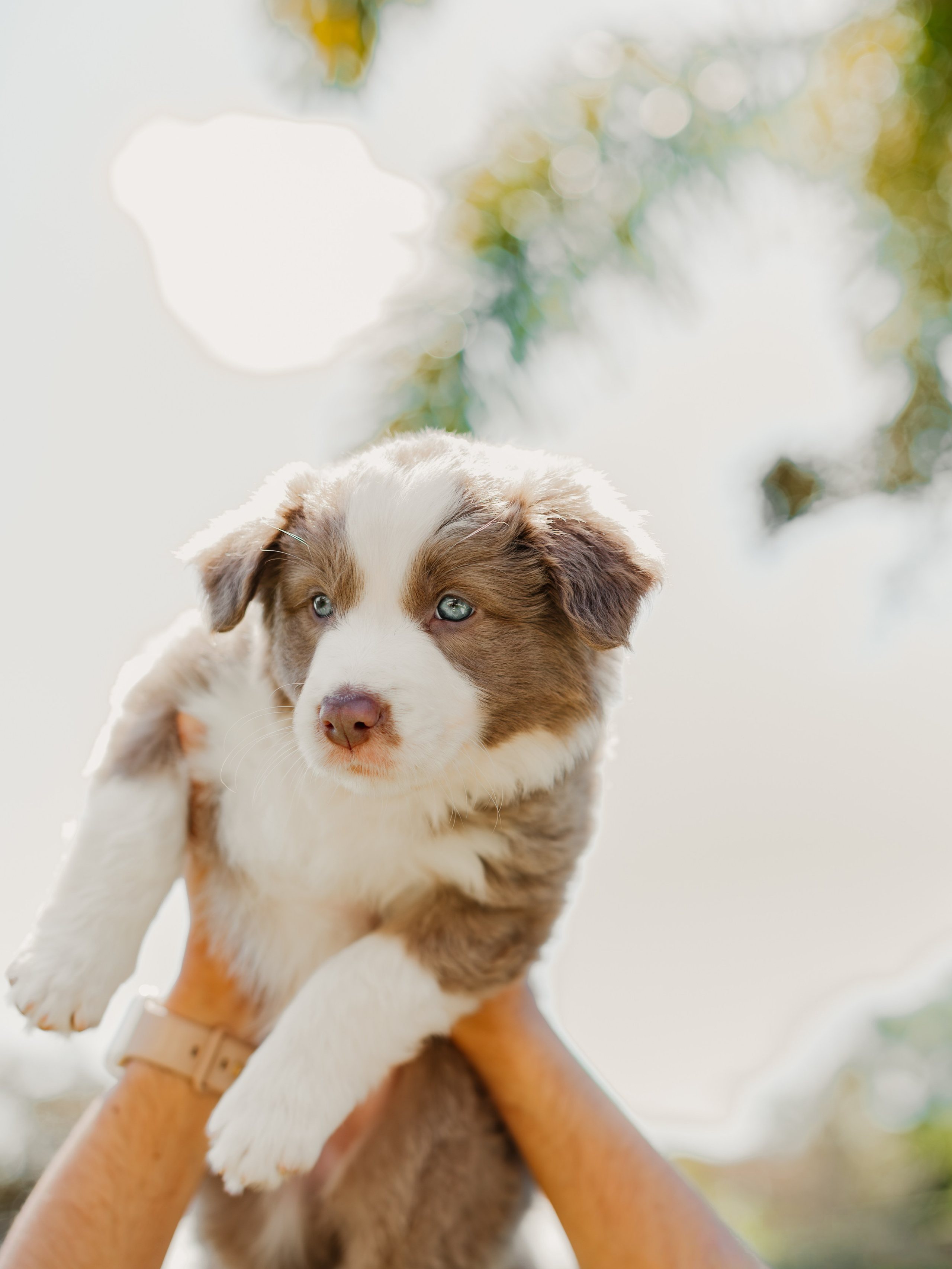 Goldies Collies — Pups. Natural and candid photography Jean Santiago