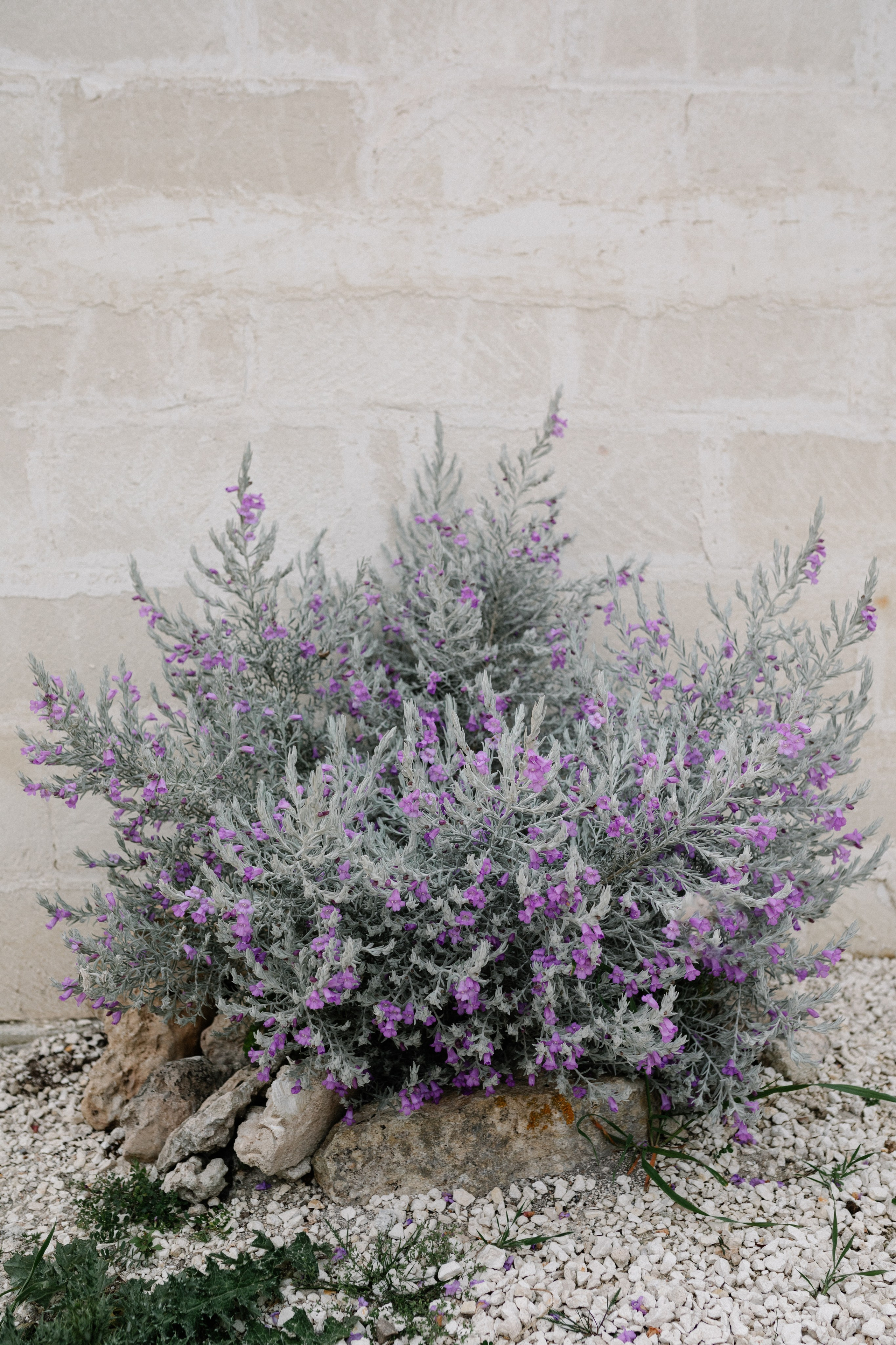 Alyssa&Sean. Wedding photographer Italy