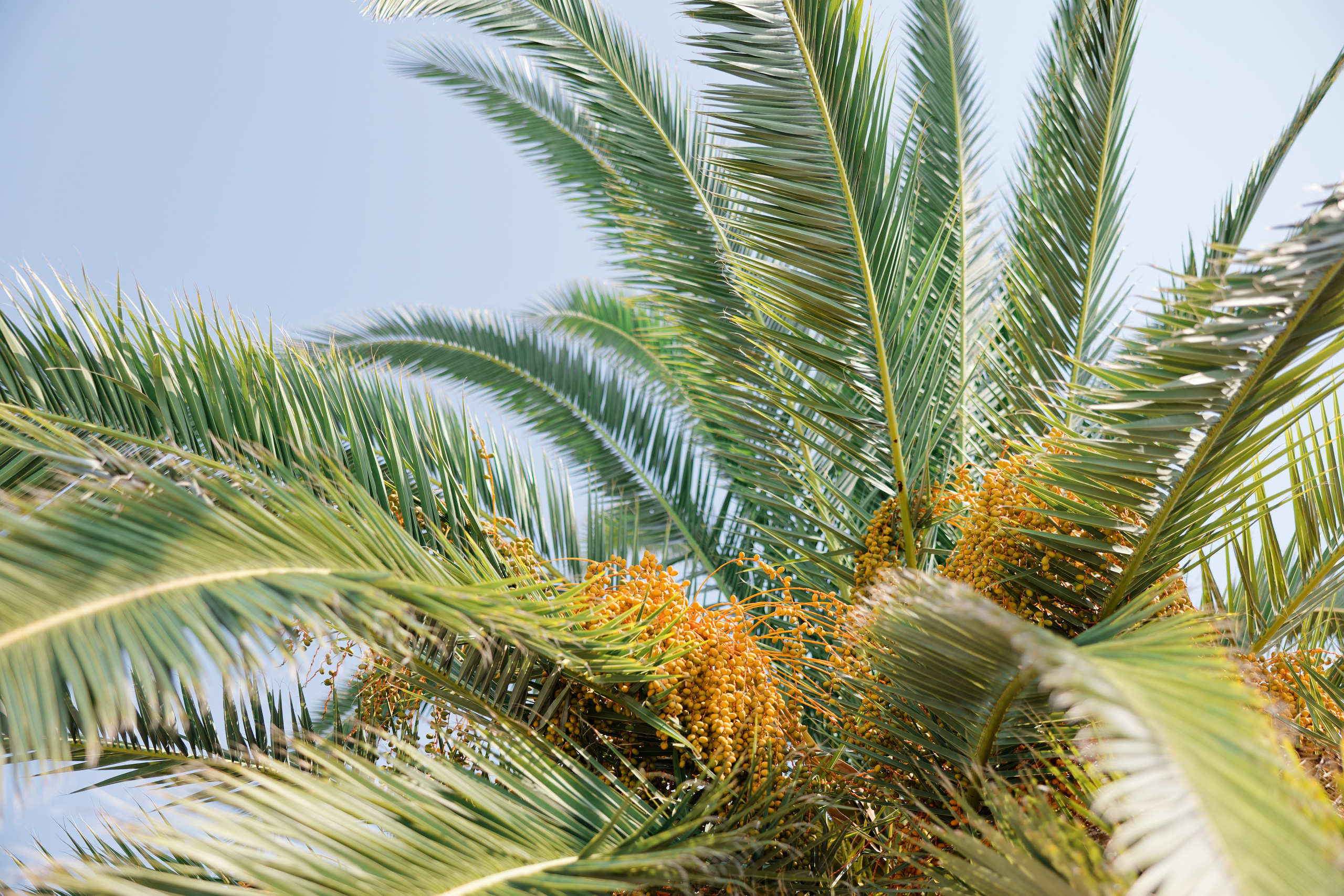 Indian wedding at Gran Villa Rosa, Barcelona