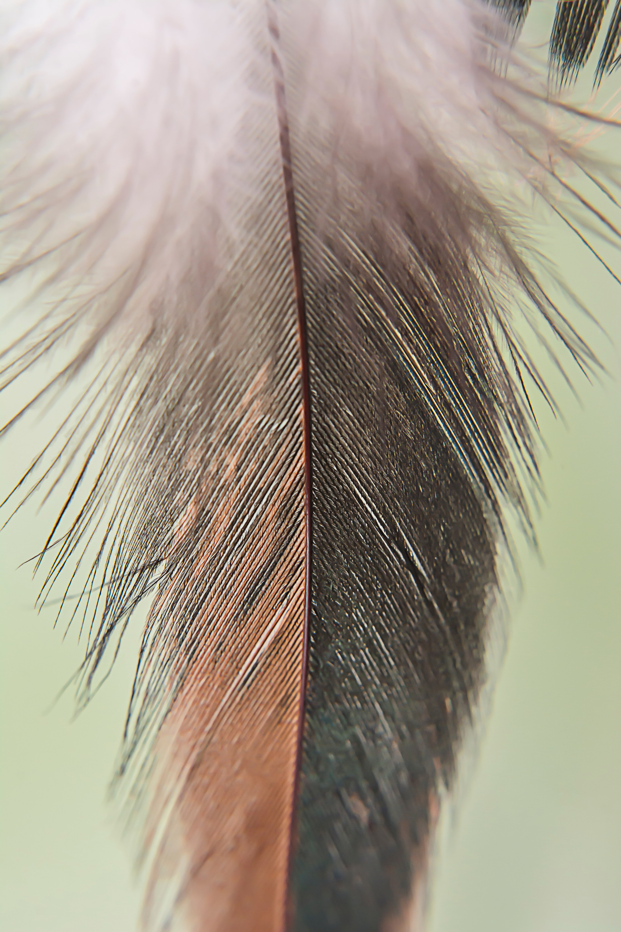 Fotografie Macro~ Close up. Andreea Ivan art-Fotograf Constanta, Fotograf profesionist Constanta, Fotograf de nunta Constanta, botez, sedinte foto cu tematica, portret