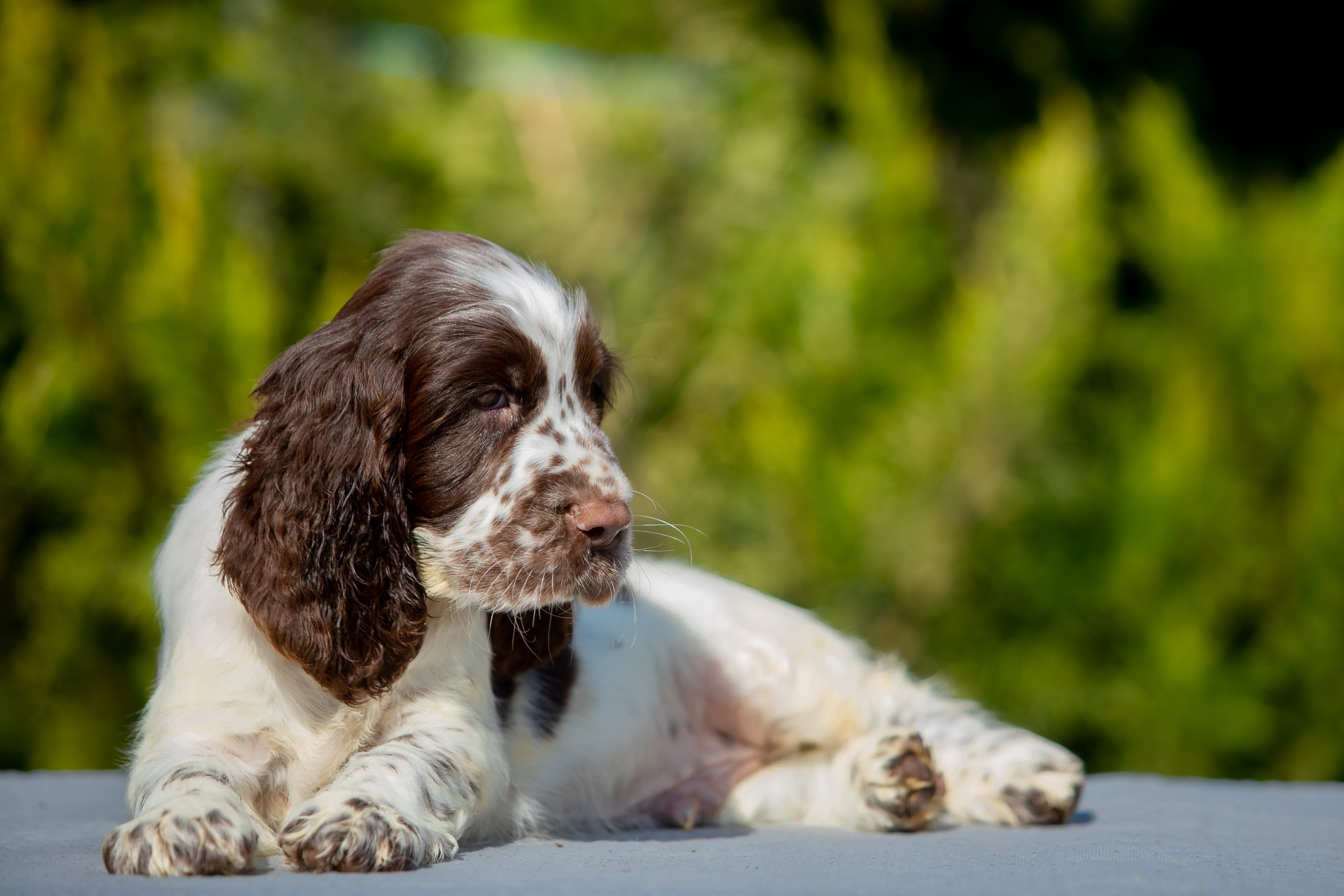 Male — Orange collar 🧡. Website of the titled stud dog of the Springer Spaniel breed