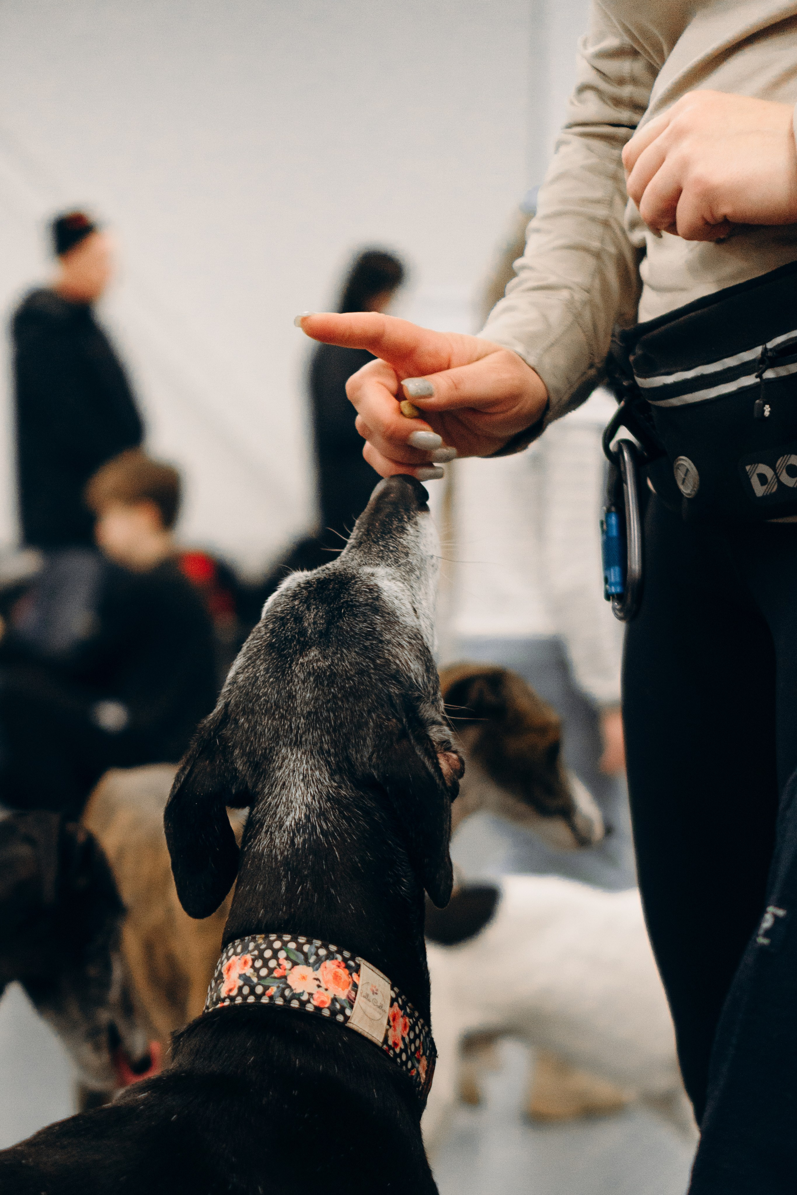 GalgoTreff / PetCity Rannamõisa, 13 apr. 2025. Kat Laisaar — Pet photographer in Tallinn